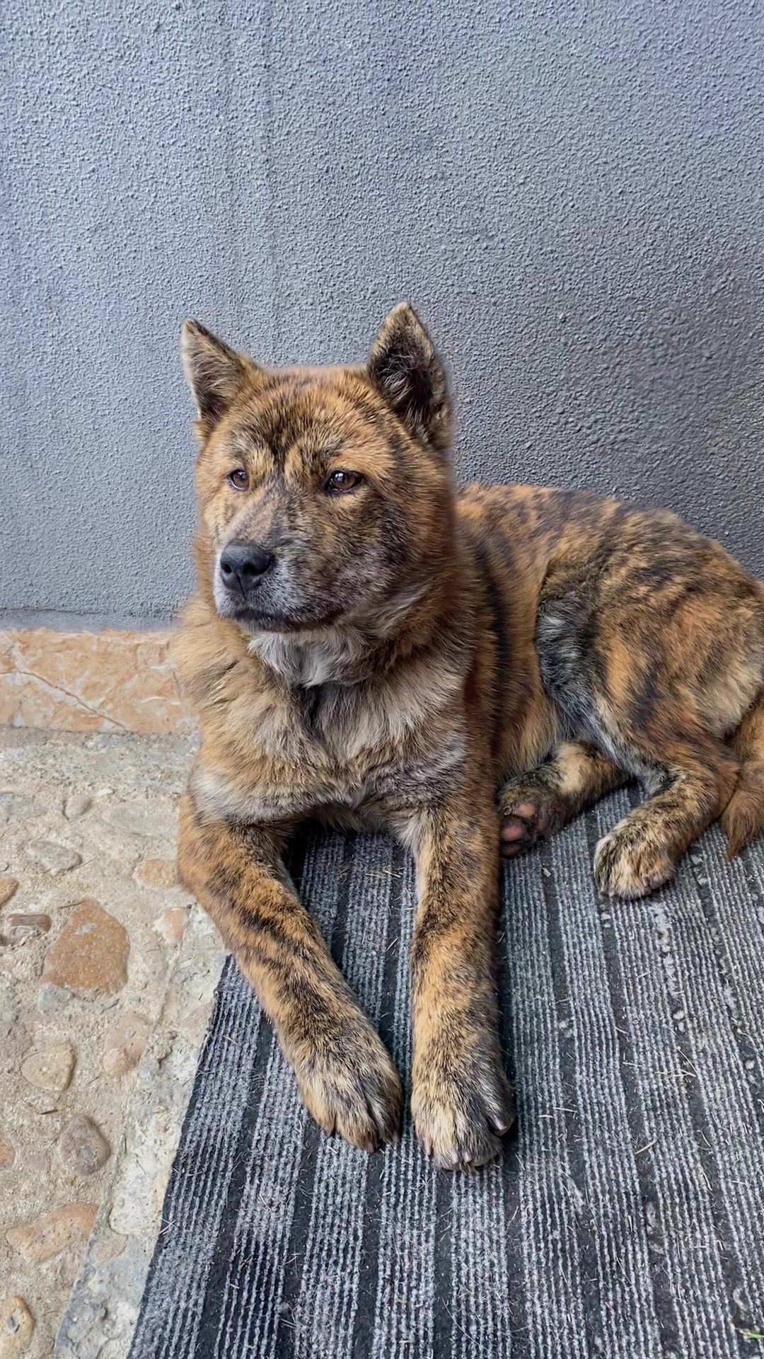 十大嗅觉猎犬排名图片