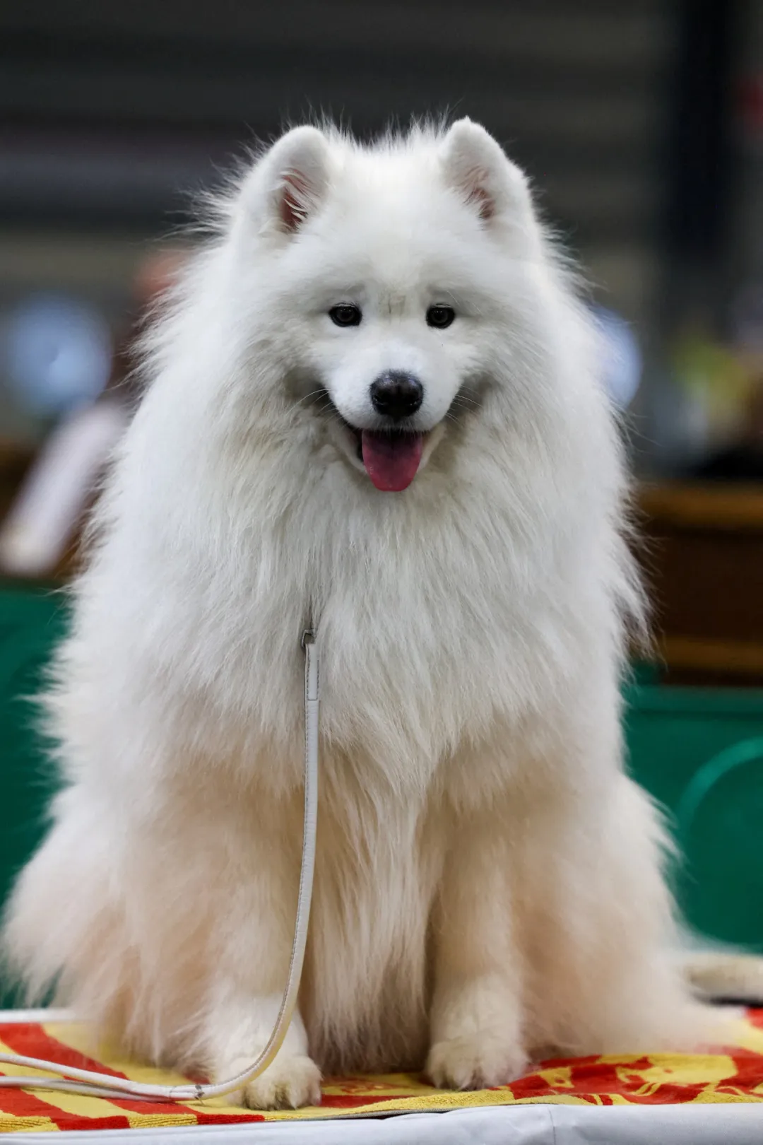 伯明翰狗展风采:miuccia夺冠,揭晓世界顶级名犬之战