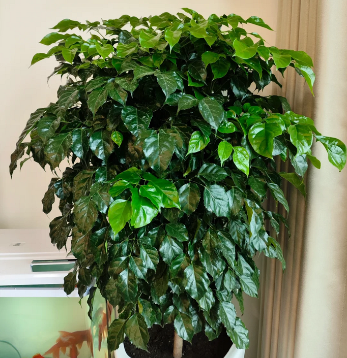 客厅养"5种花",好养又耐看,还能净化空气,高端大气又旺宅!