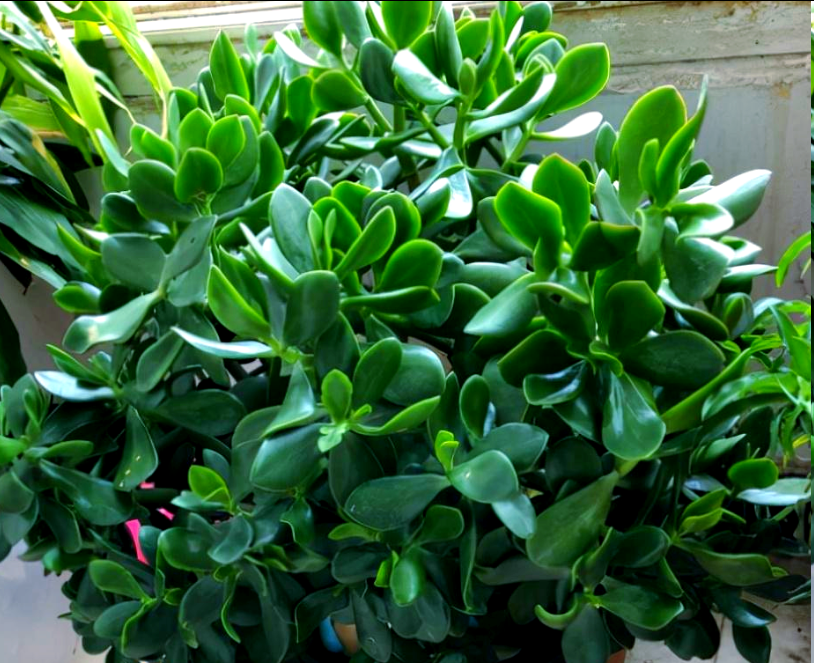 玉树叶子发软是为什么夏季怎么办为什么在线 玉树叶子发软是为什么夏季怎么办为什么在线