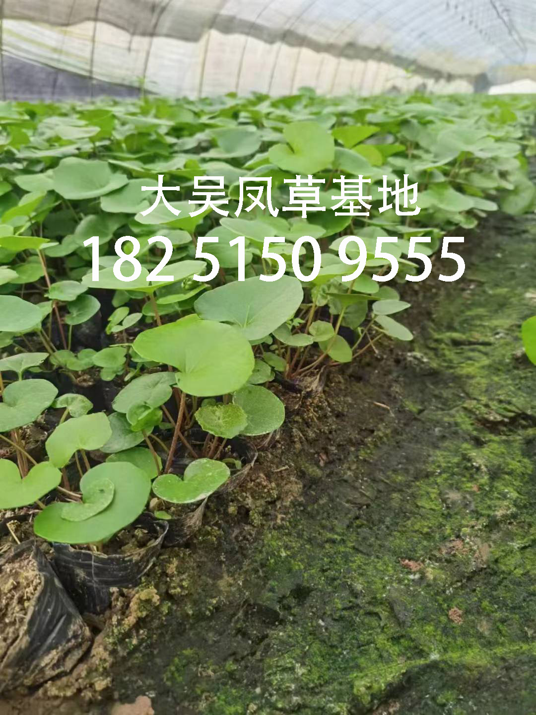 大吴风草寓意