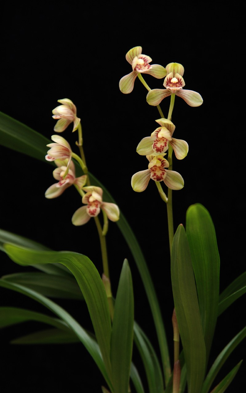 勤开花的兰花艺术品——建兰君荷,四季浓香,荷瓣花型的家居佳选