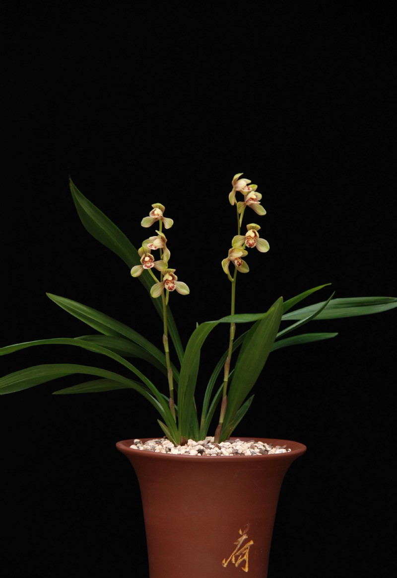 勤开花的兰花艺术品——建兰君荷,四季浓香,荷瓣花型的家居佳选