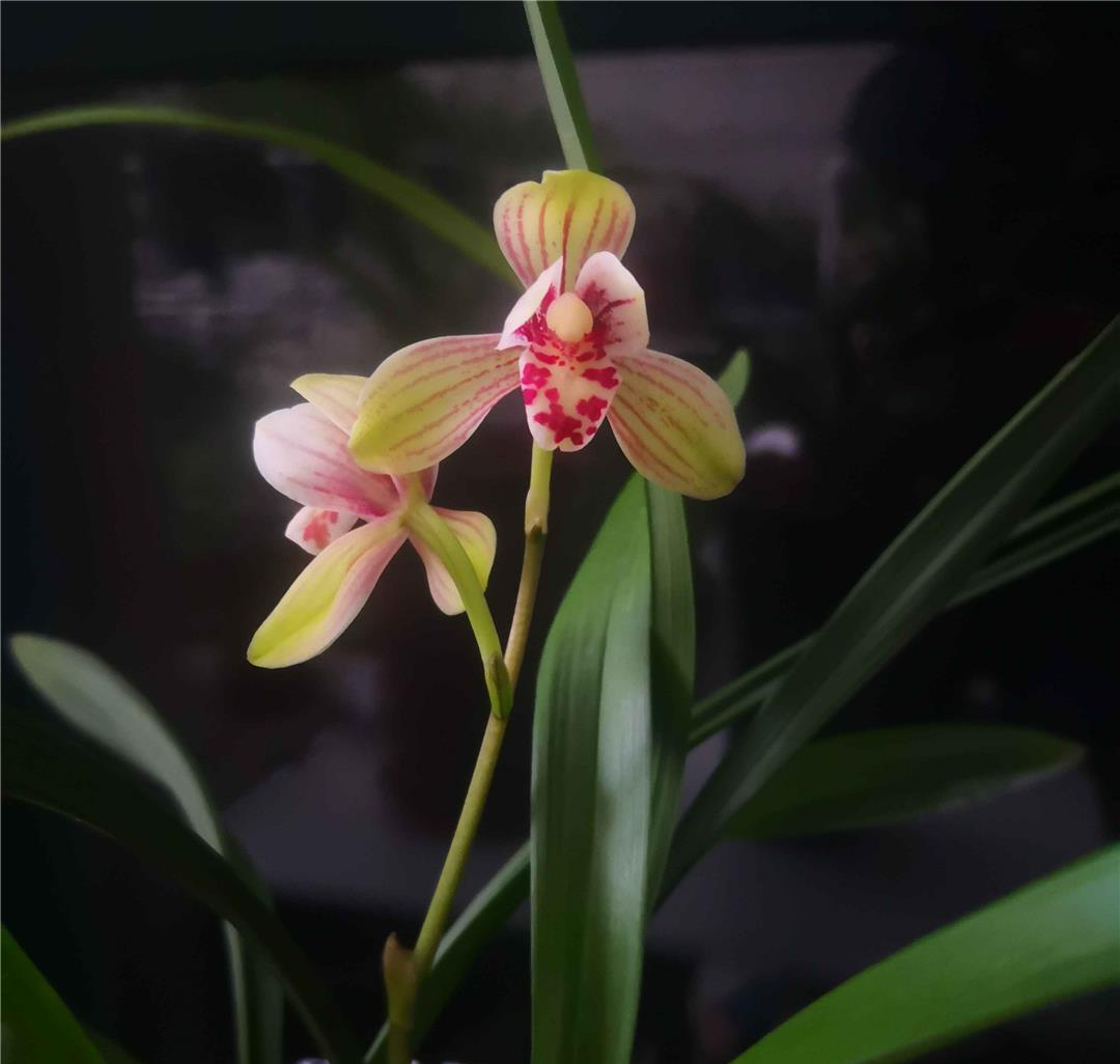 勤开花的兰花艺术品——建兰君荷,四季浓香,荷瓣花型的家居佳选