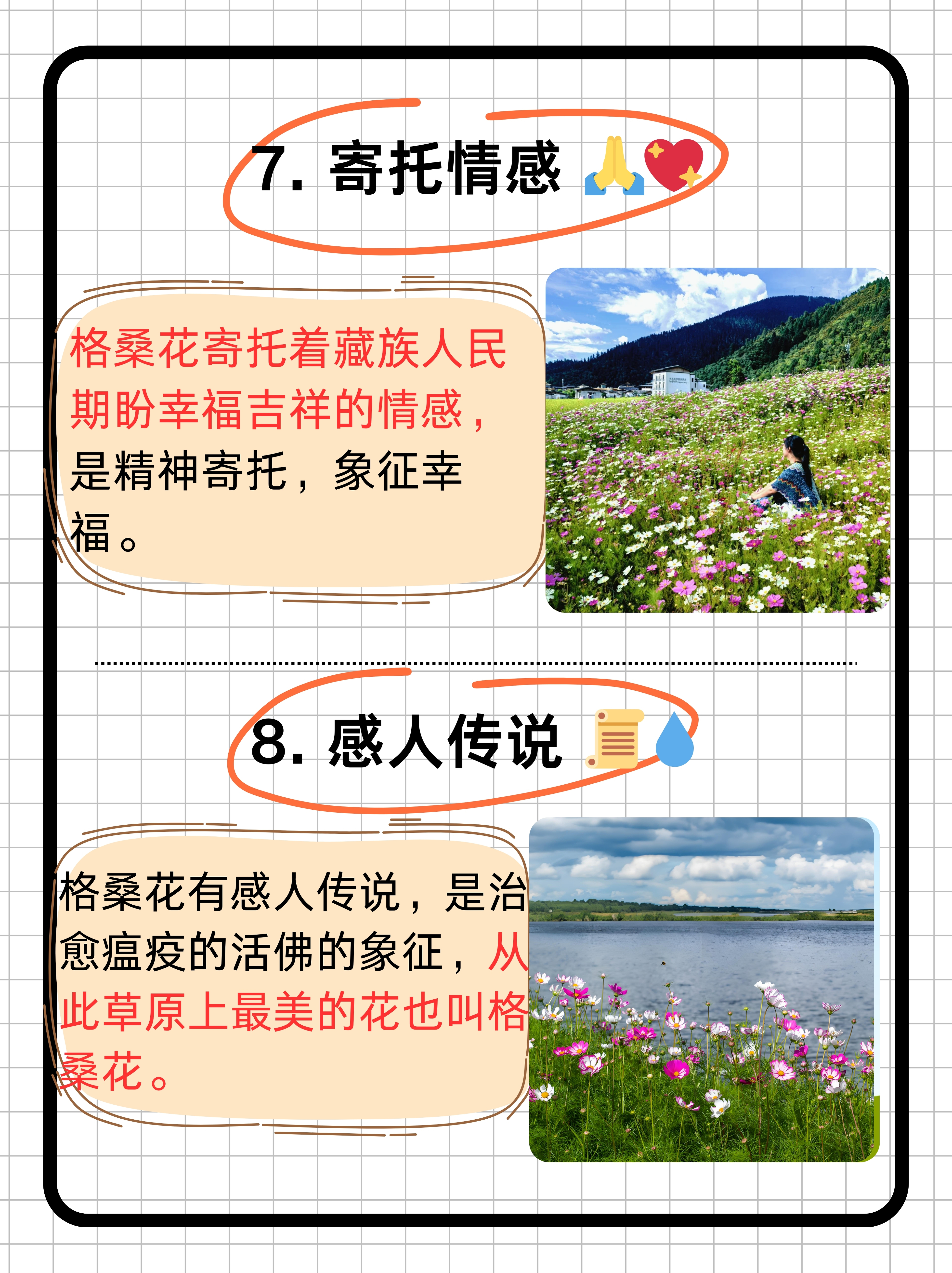 格桑花的寓意和花语