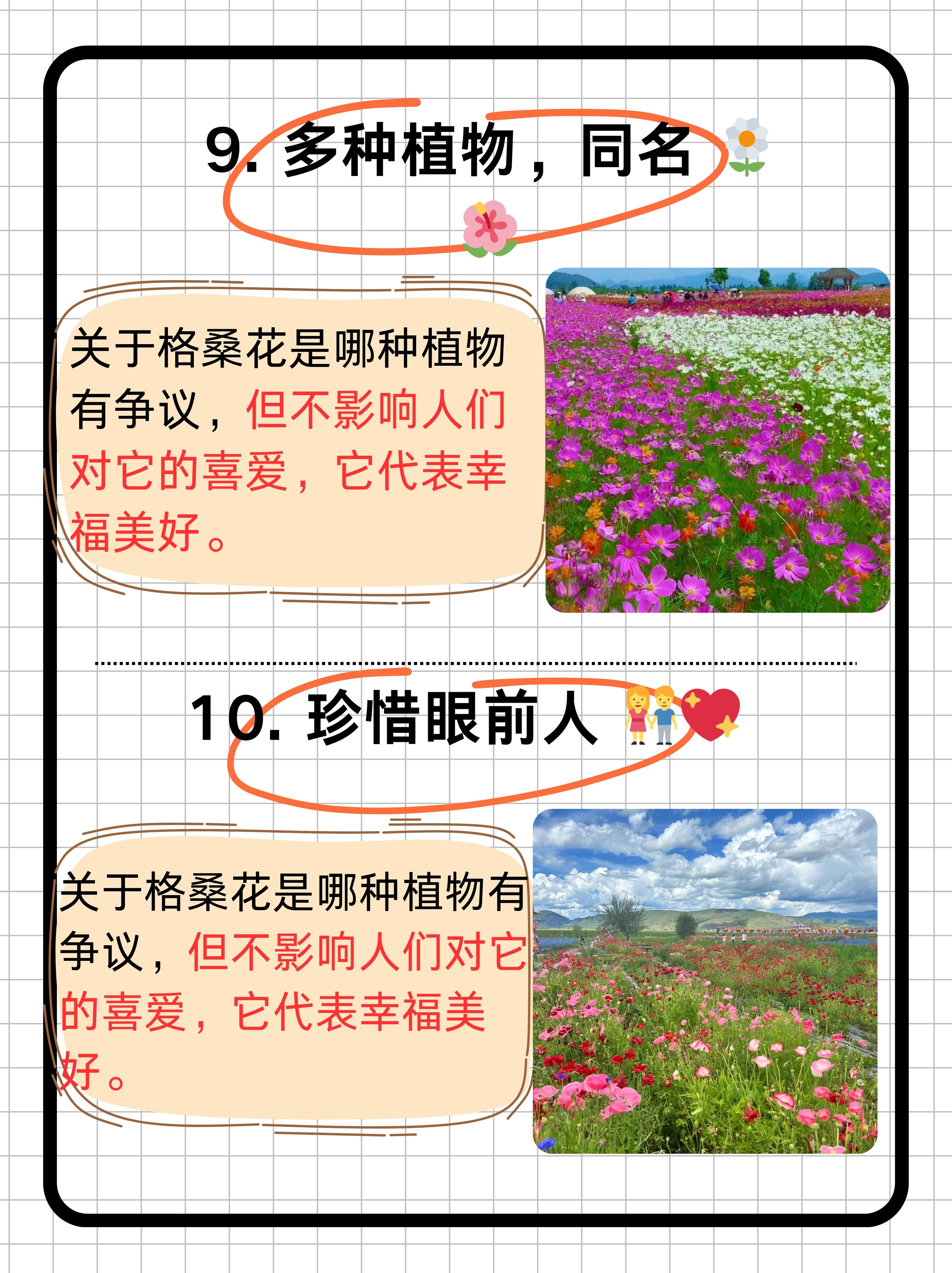 格桑花的寓意和花语