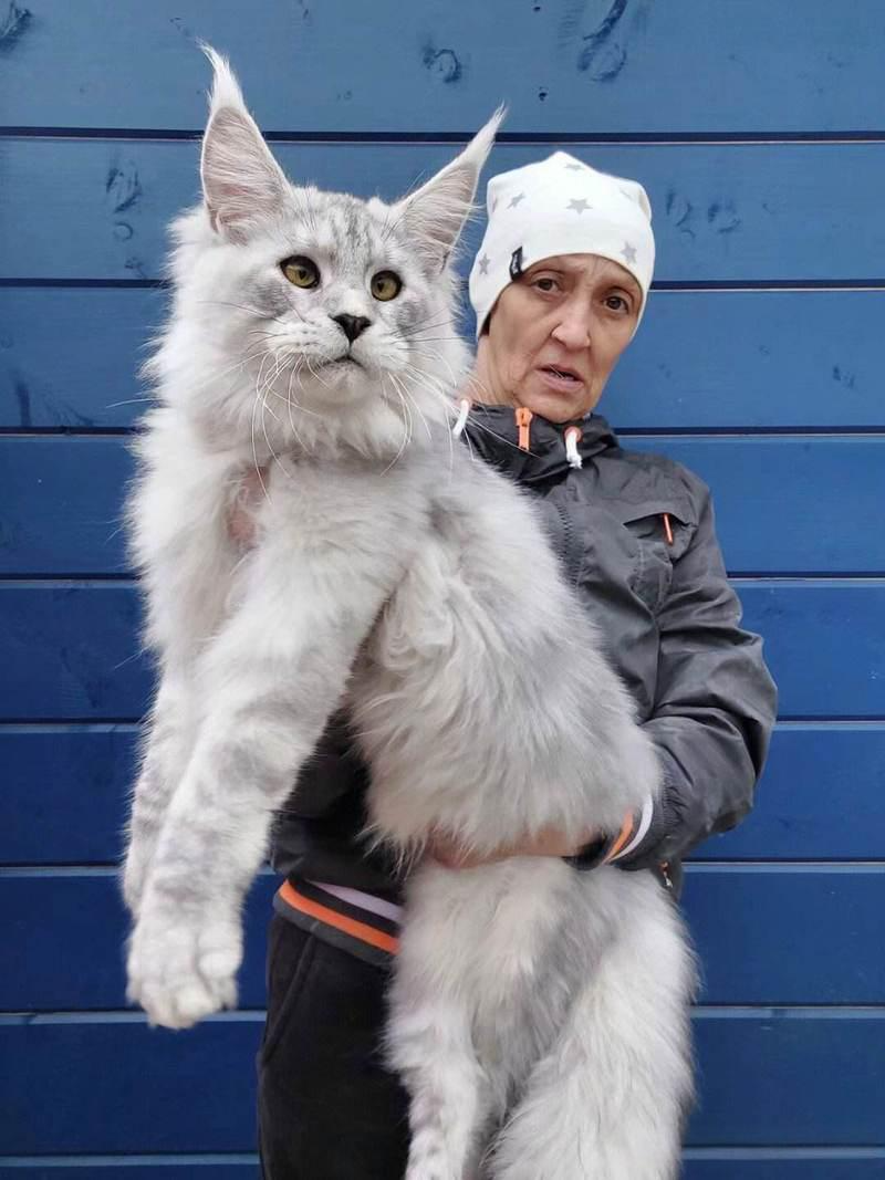 巨型猫有哪些品种