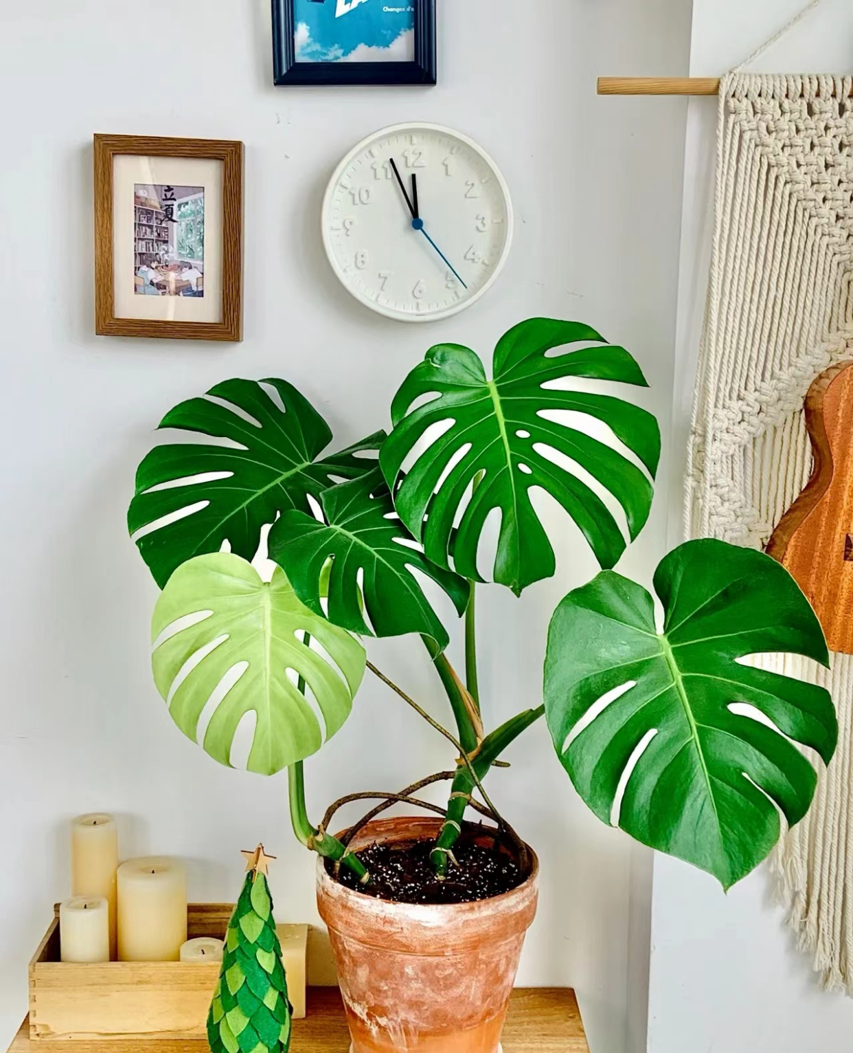 10种适合客厅养护的耐阴绿植,好养又好看,光照少也能长得好