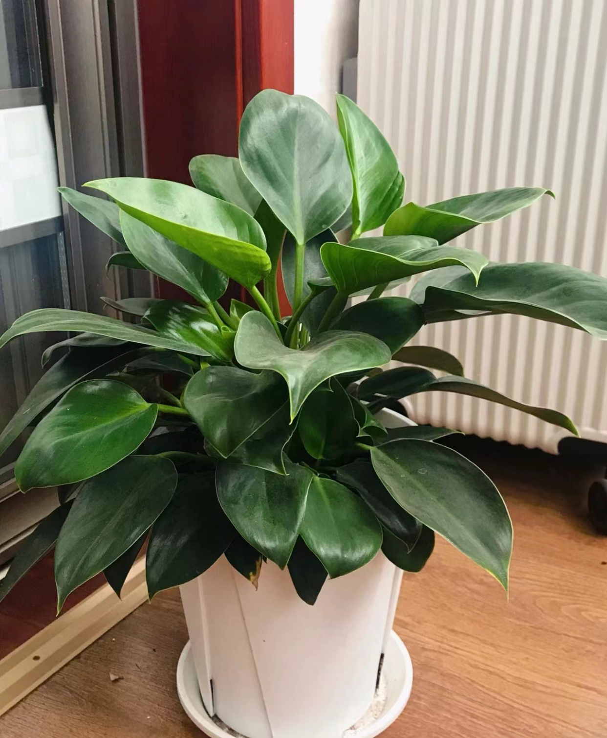 10种适合客厅养护的耐阴绿植,好养又好看,光照少也能长得好