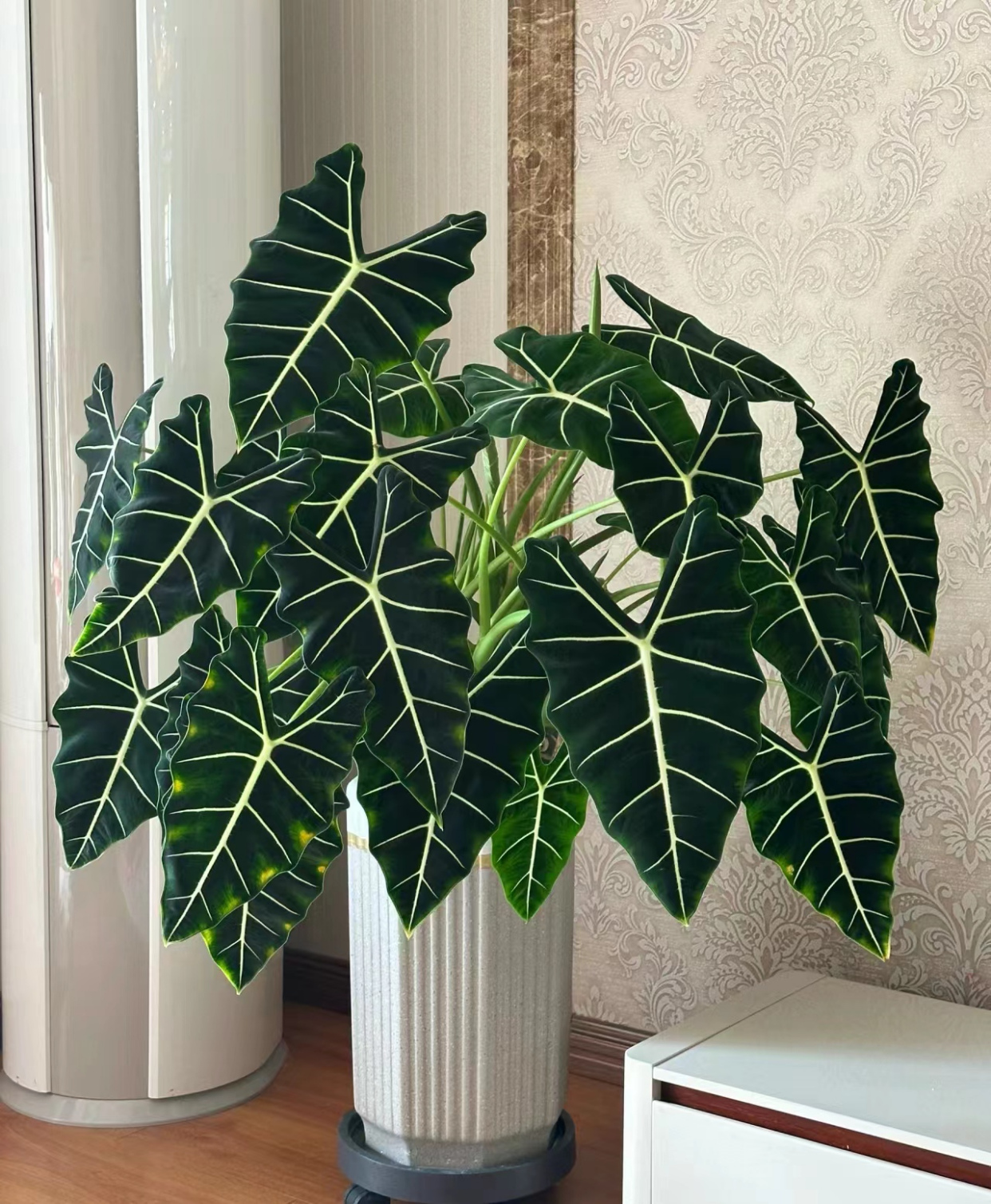 10种适合客厅养护的耐阴绿植,好养又好看,光照少也能长得好