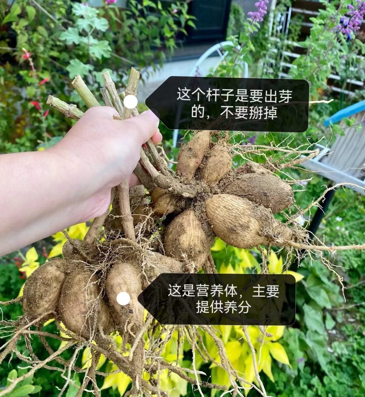 大丽花根块种植方法和时间,记住这3点,不倒伏不烂根