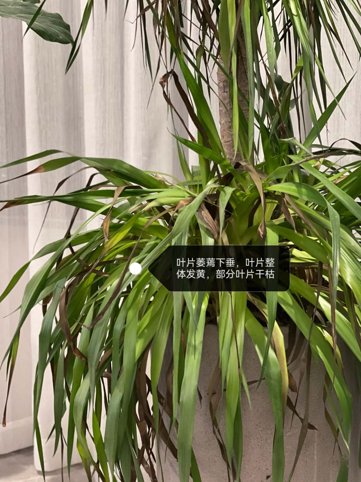 龙血树叶子尖发黄干枯是怎么回事?主要是3个原因,后附解决办法
