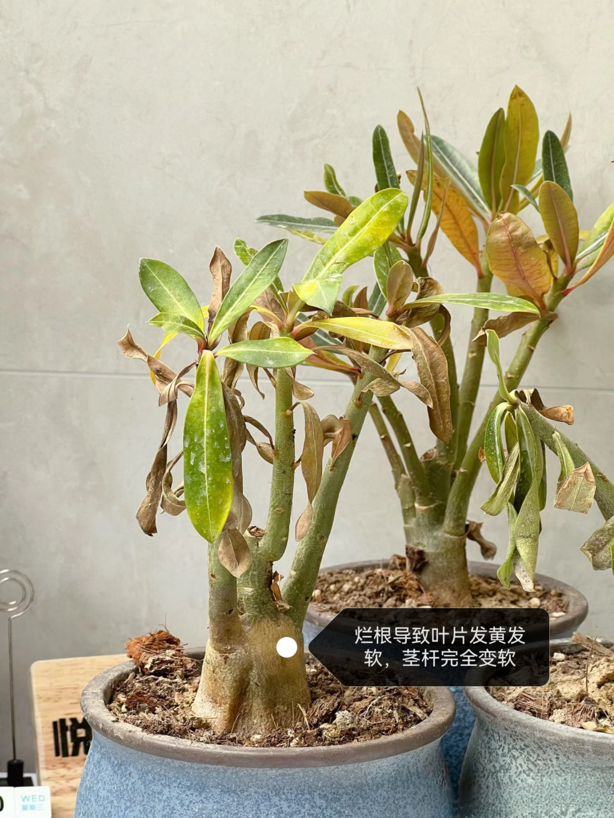 沙漠玫瑰叶子发黄脱落怎么回事?主要有3个原因,对症进行解决