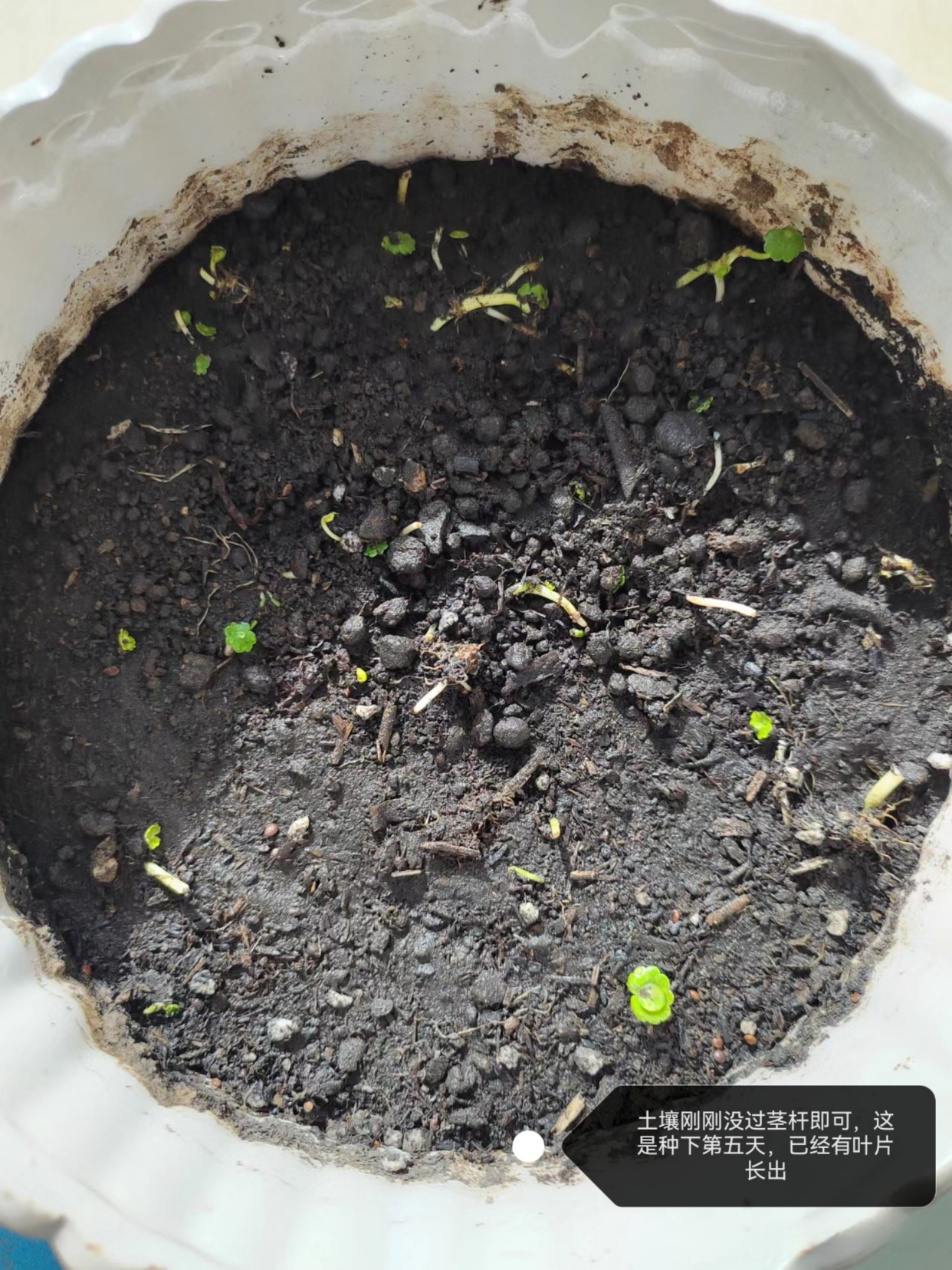 铜钱草怎么种植?分为土培和水培2种方法,5天就能发芽