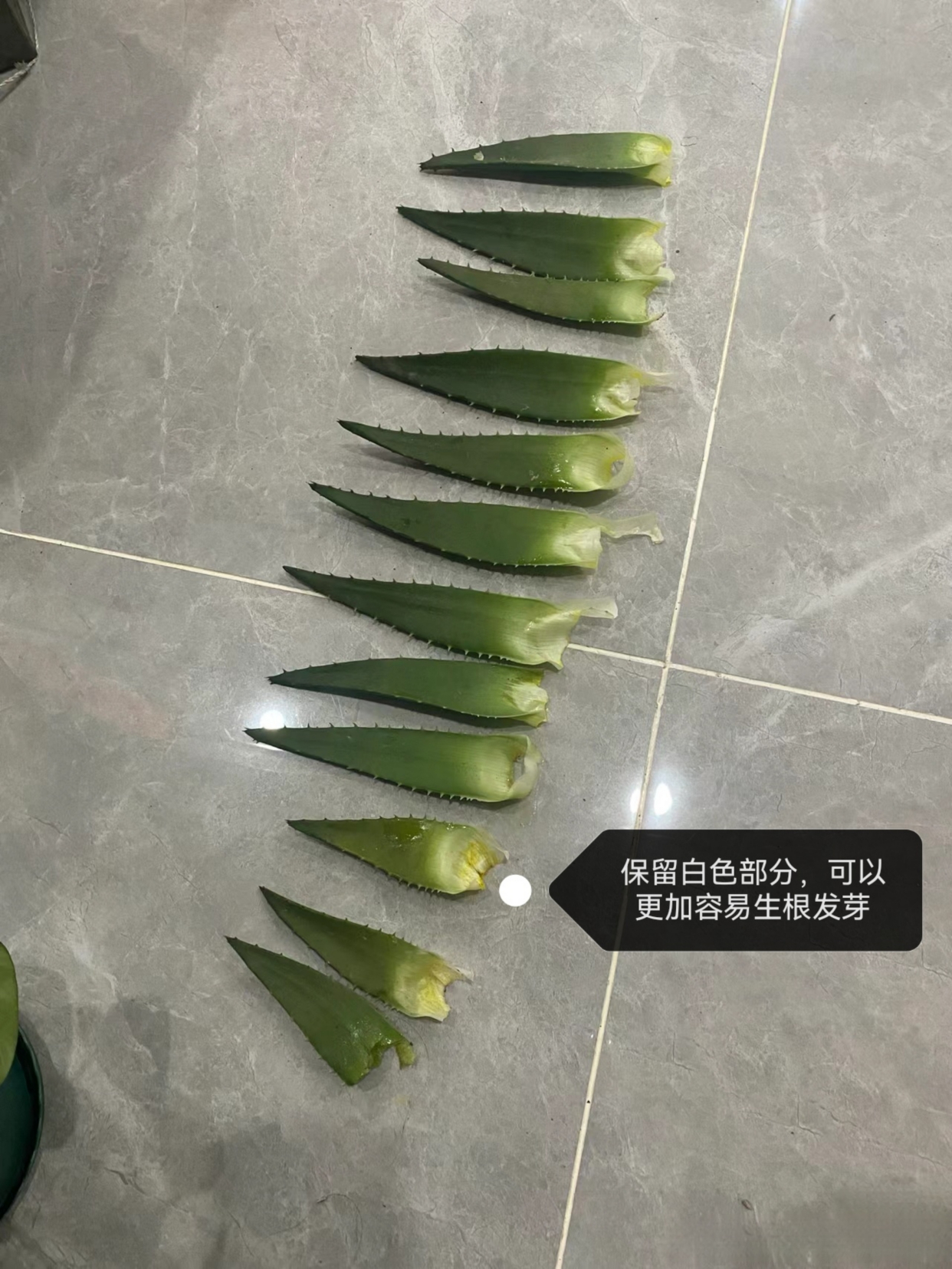 芦荟扦插方法讲解,注意这4点,半个月生根