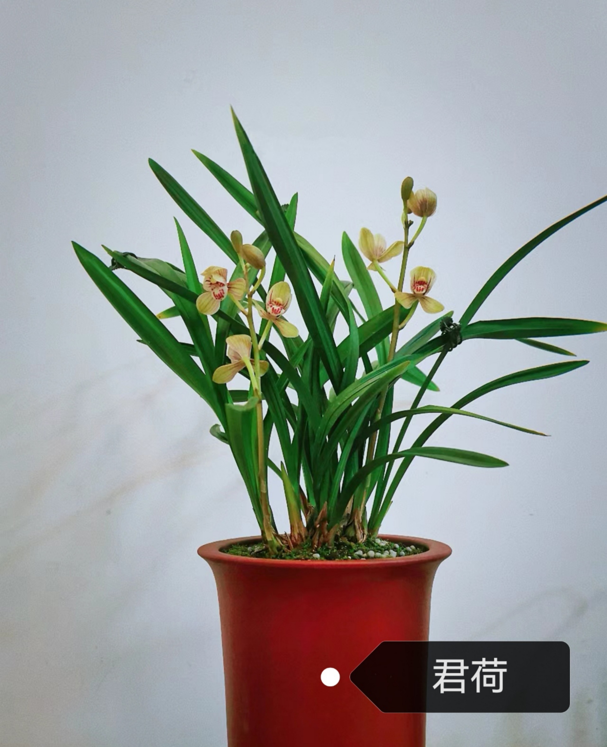 今天就给大家介绍5种好看又好养的建兰,分别为君荷,暮山紫,市长红