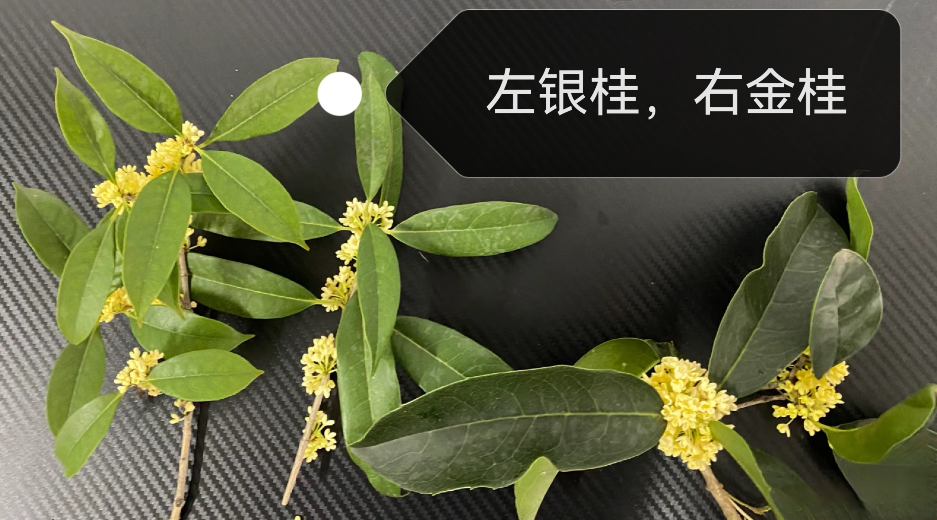 金桂和银桂的区别,了解这3点,一眼就能辨认