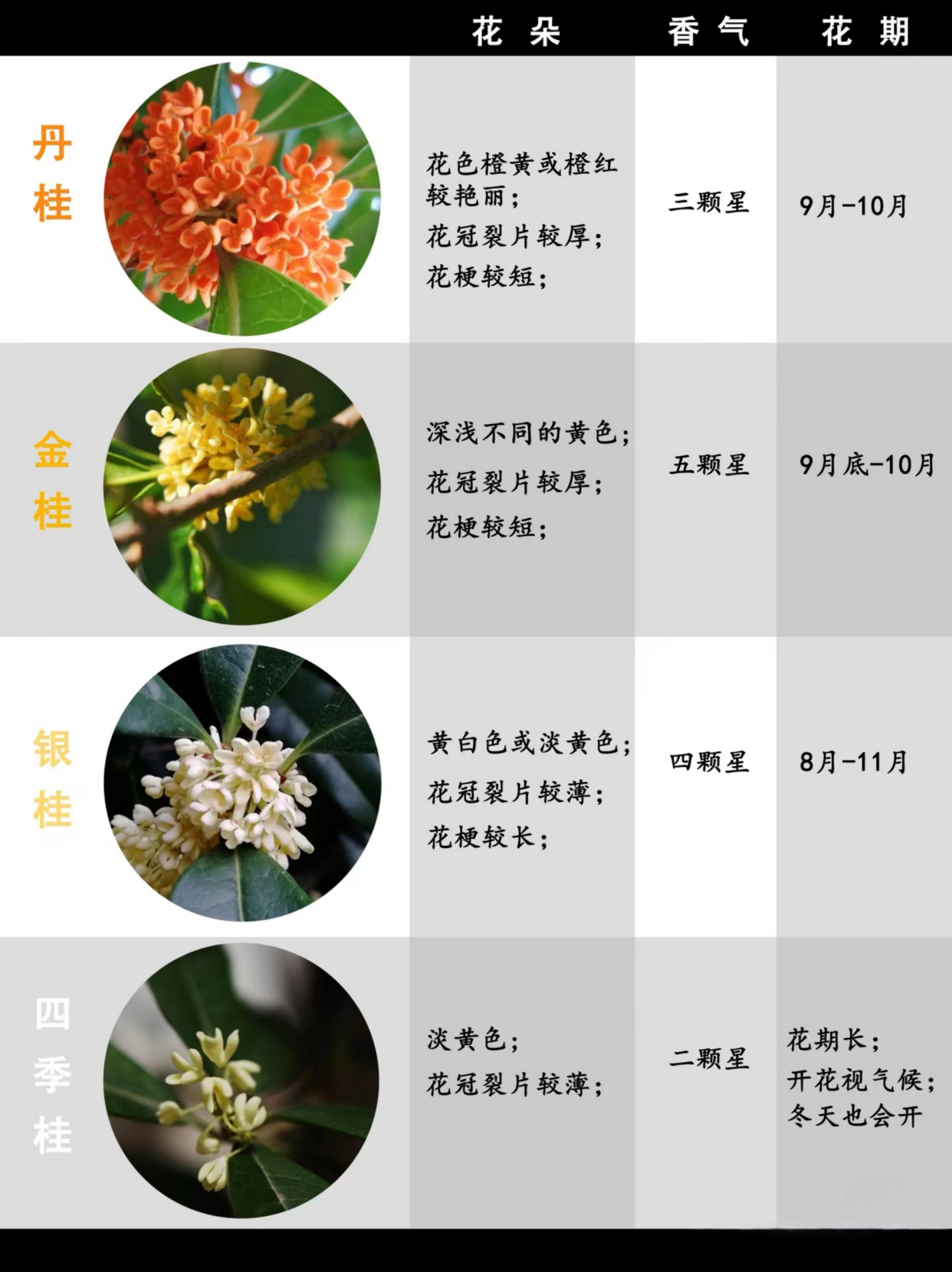 很多花友都问我应该如何去区分桂花的品种,今天就从花色和花期两个