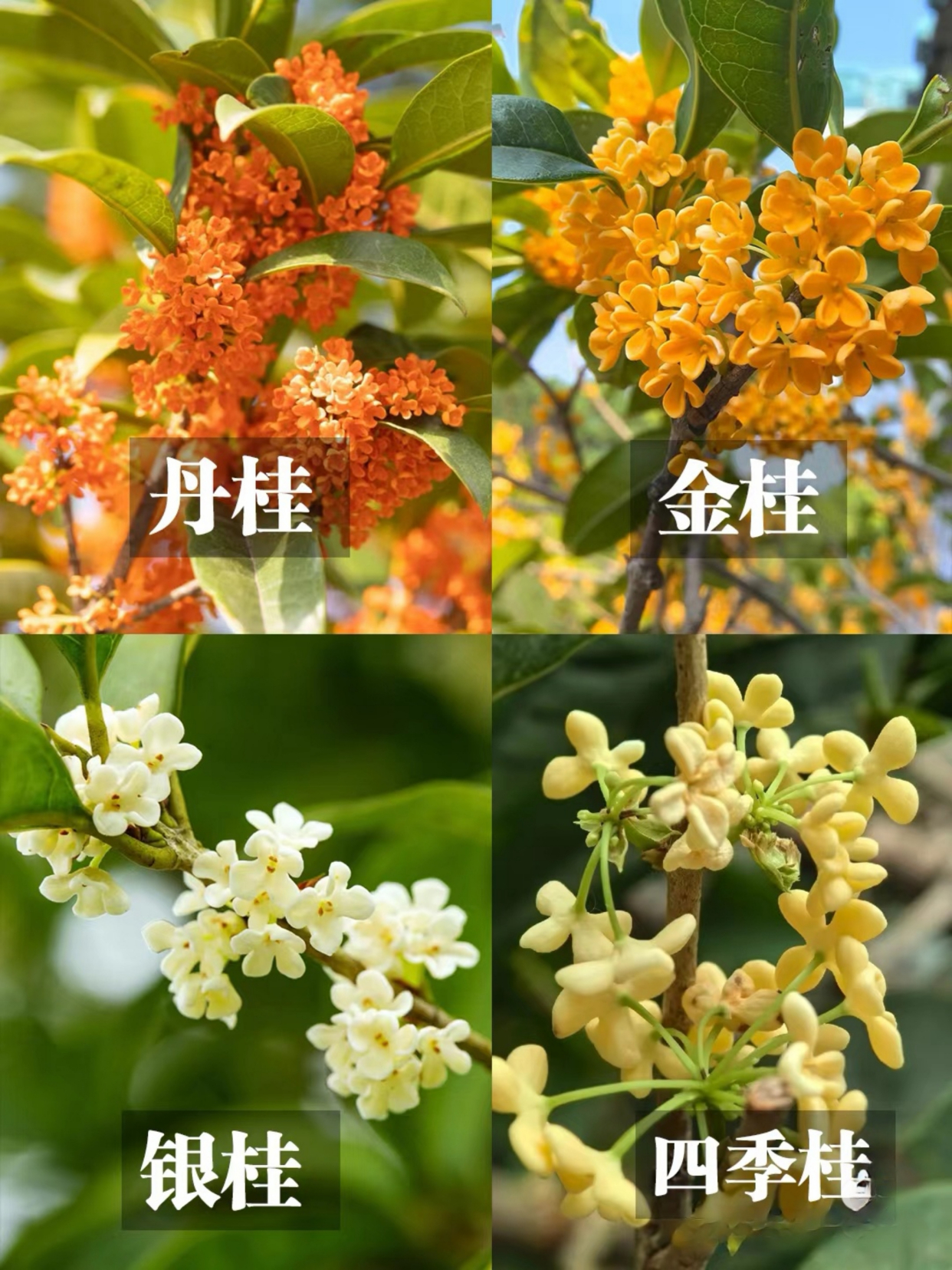 今天就从花色和花期两个方面为大家介绍金桂,银桂,丹桂和四季桂的区别