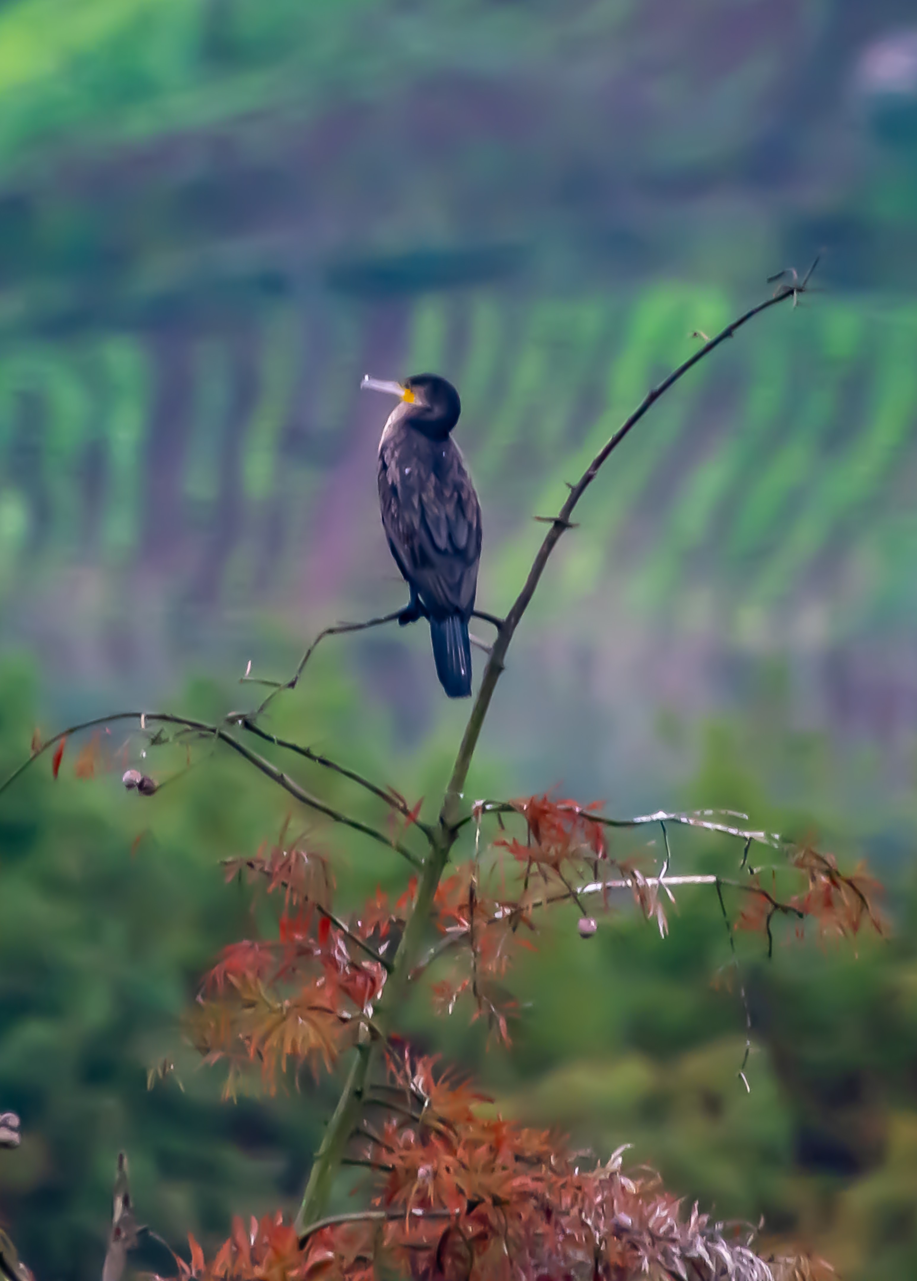 秋日青山湖湿地公园观鸟