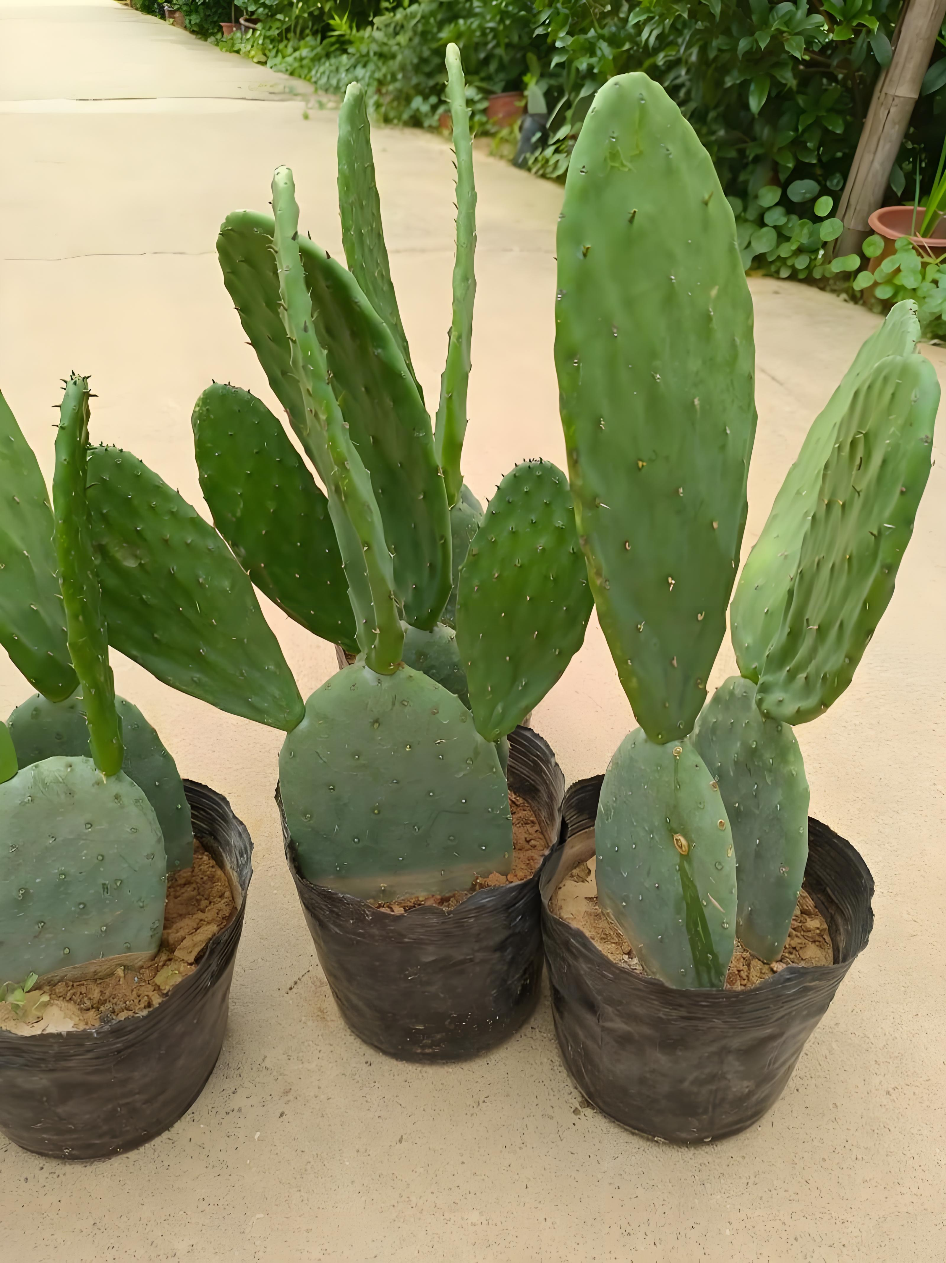 防辐射绿植推荐:自然与健康的守护者