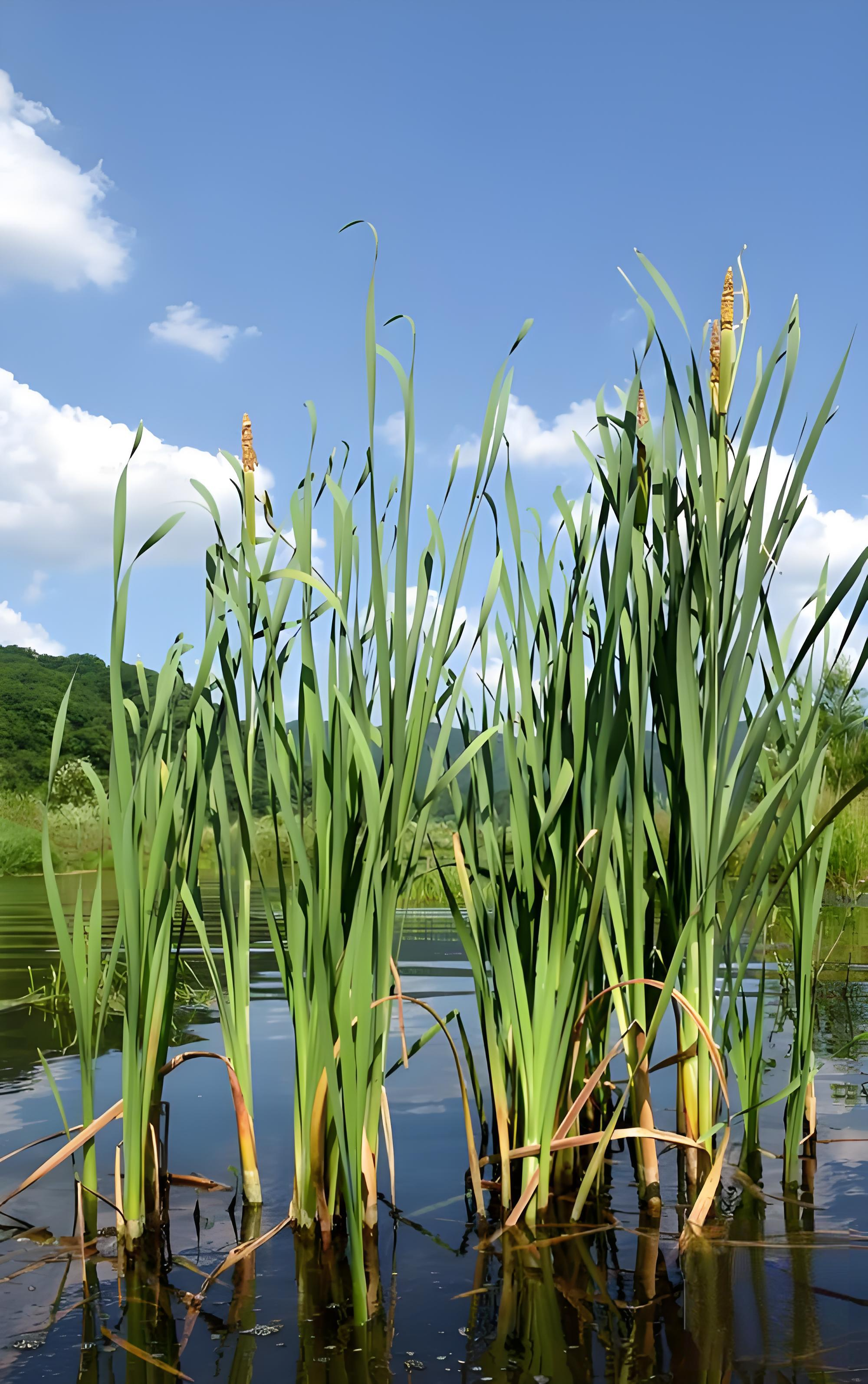 草芽,这一来自云南建水的独特食材,是香蒲科香蒲属