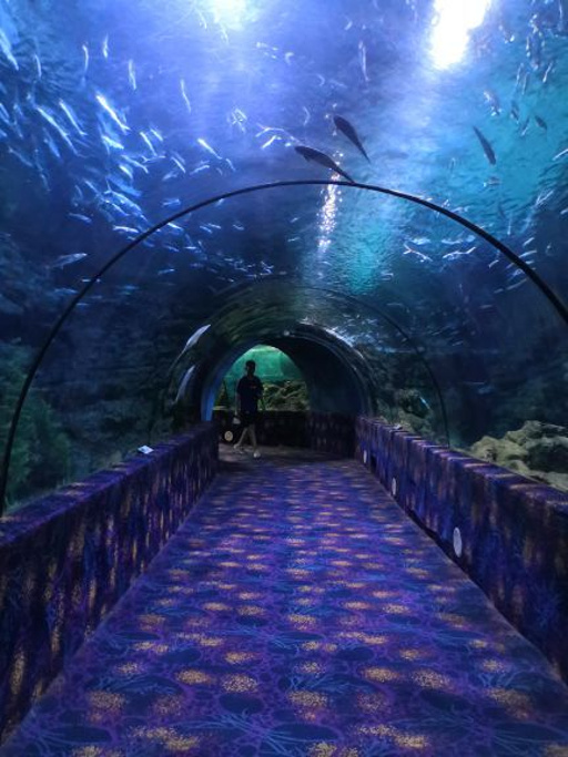 在郑州海洋馆,寻找一片清凉的海洋世界