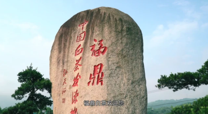 福鼎白茶茶树品种特征是什么呢