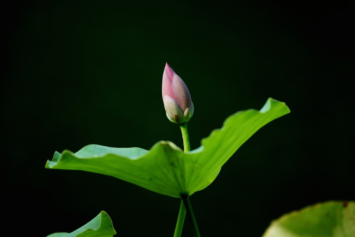 黑背景的荷花怎么拍?手机拍照学三步,方法简单一文说全