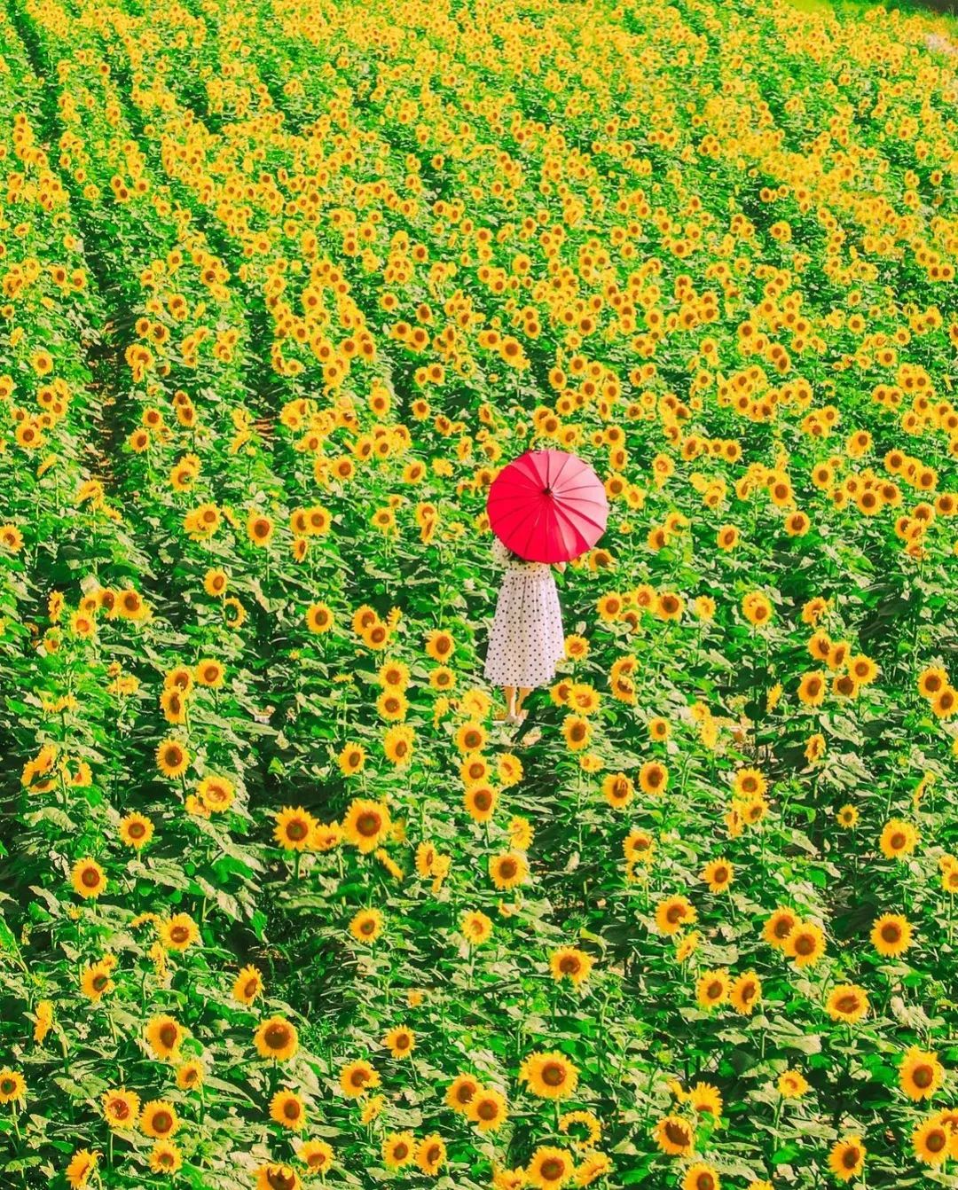 向日葵人像拍照技巧,人美花美景也美,方法简单又漂亮