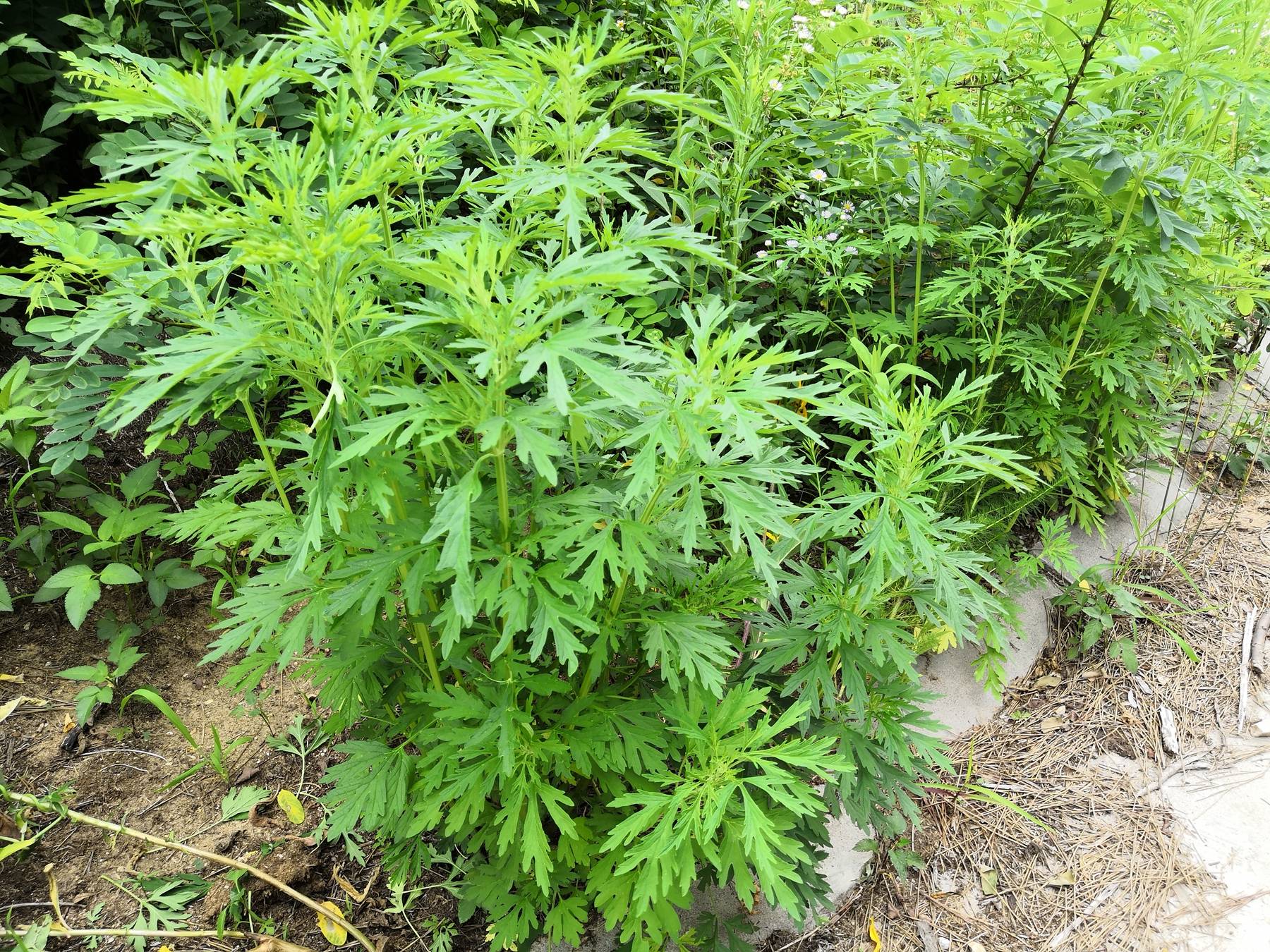 益母草:不是专给女人喝的草!调血,养心,护肾,男人喝也有大用!