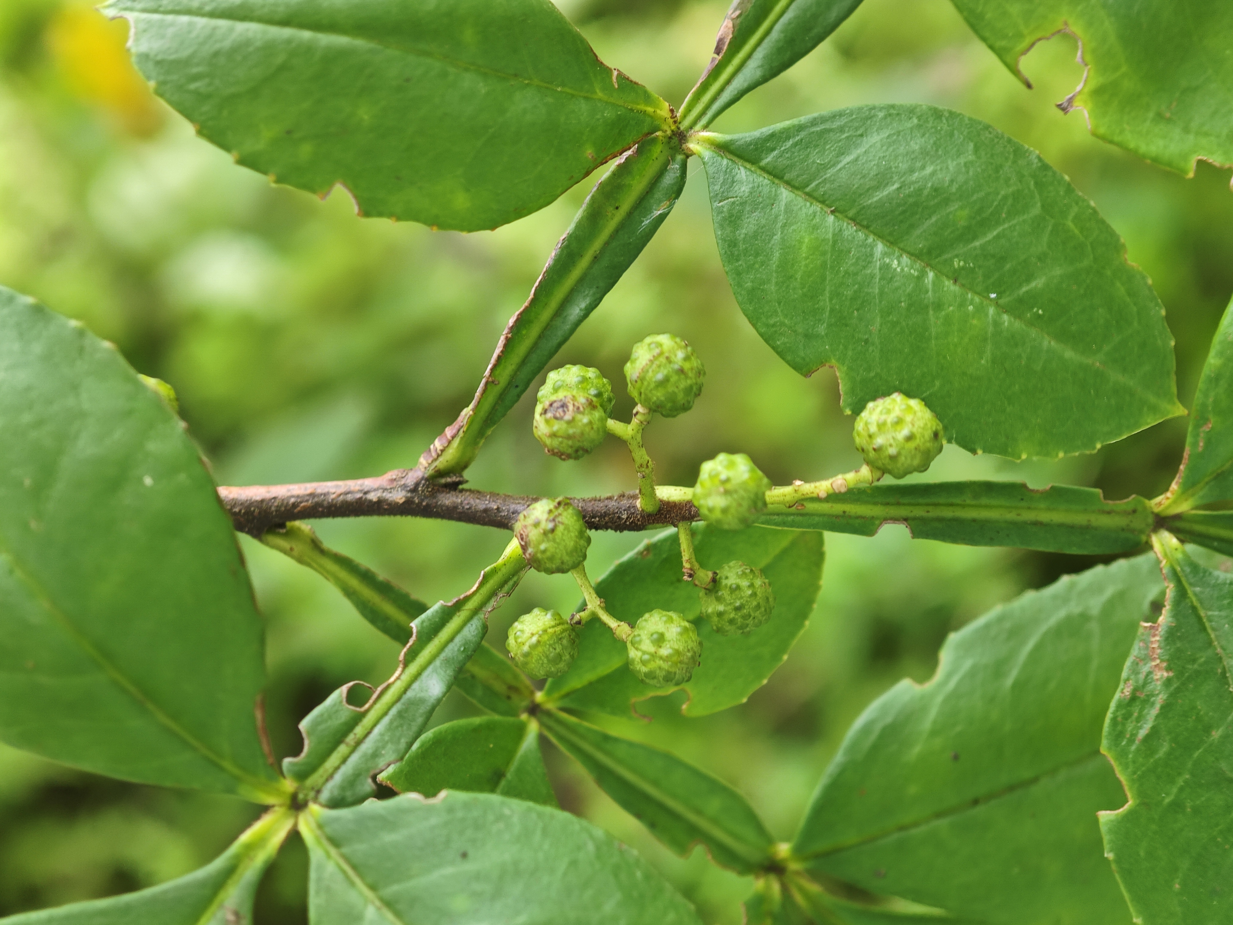 野花椒:曾经的主角,如今的寂寞