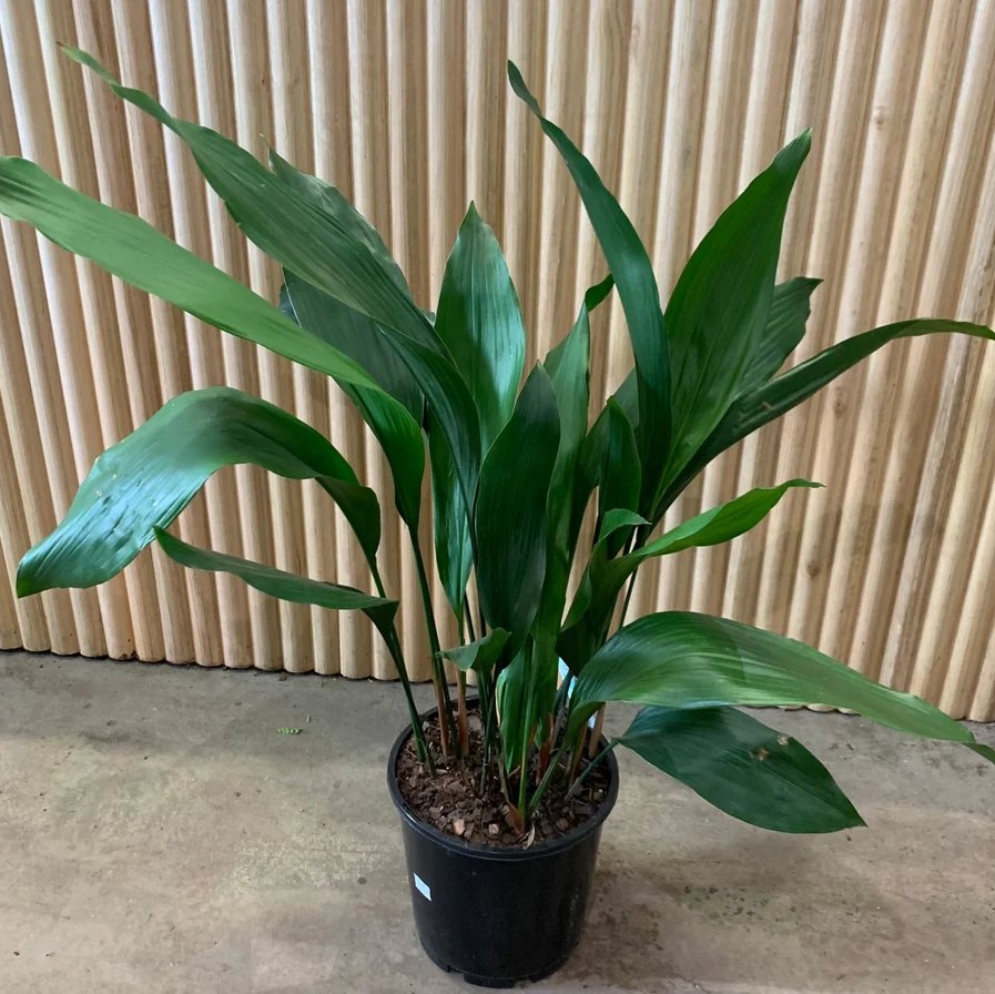 一叶兰的完美养护：种植方法和关键注意事项