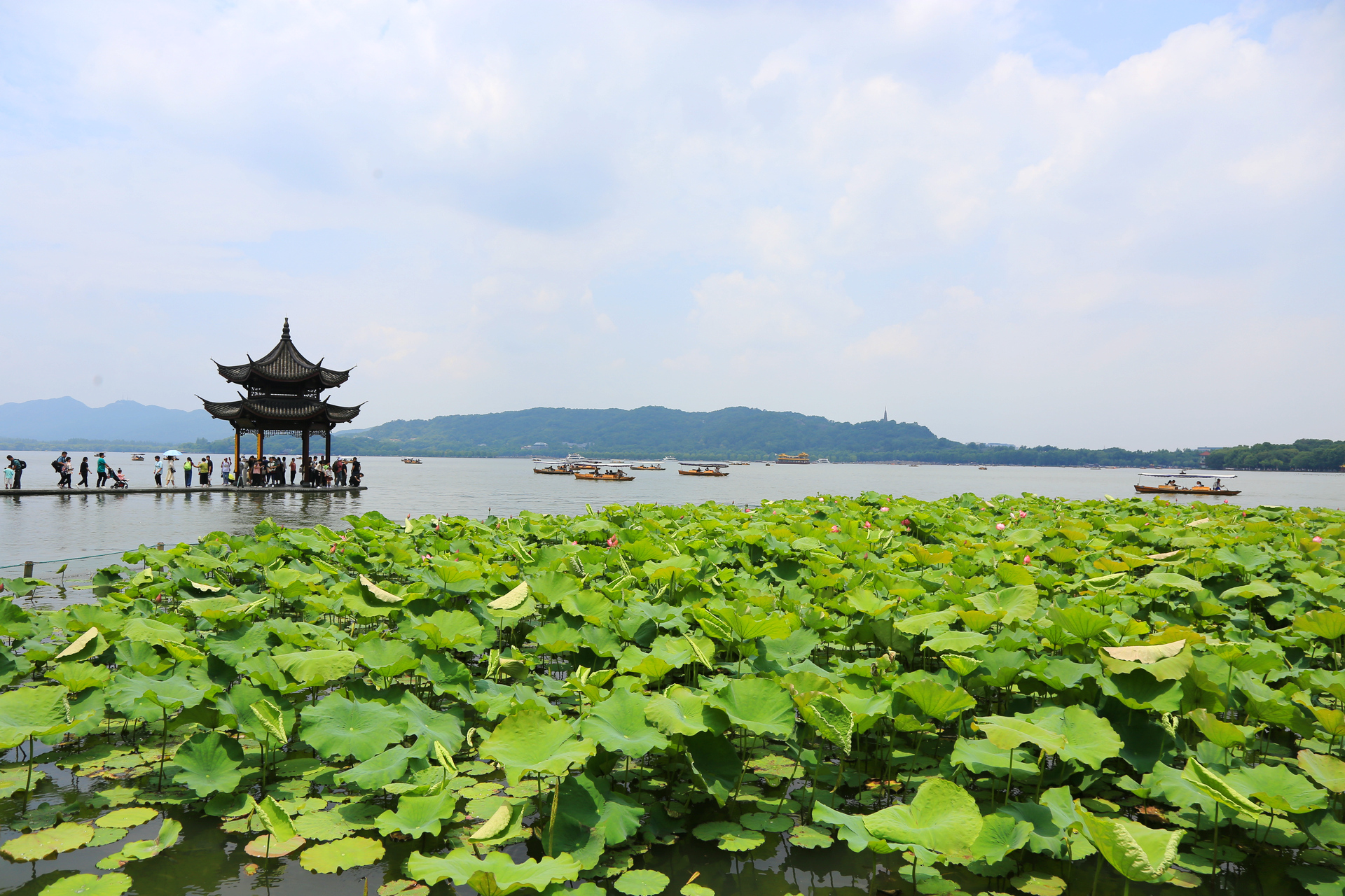 初夏徒步西湖,山水与荷花交织成的美景,还有众多历史人文典故