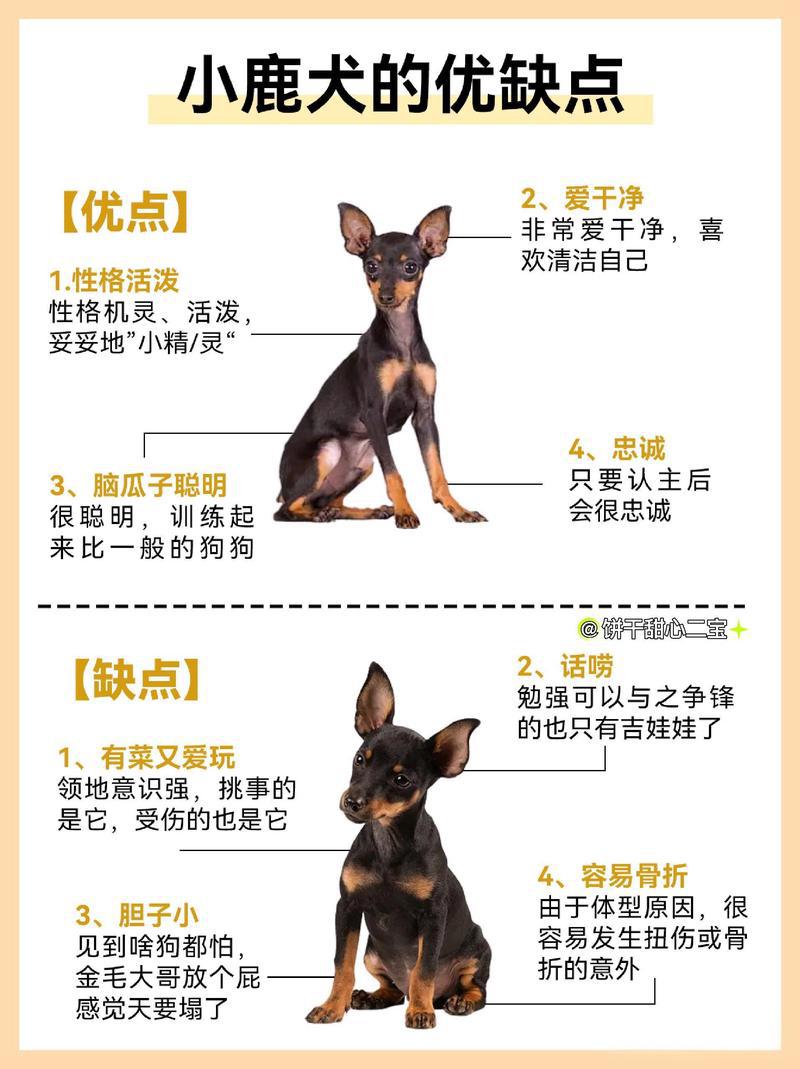小鹿犬和吉娃娃的区别