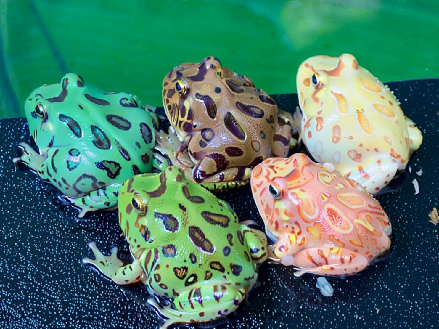 宠物:角蛙怎么养?