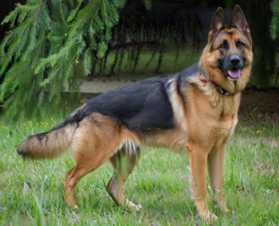 德牧犬的优点和缺点?