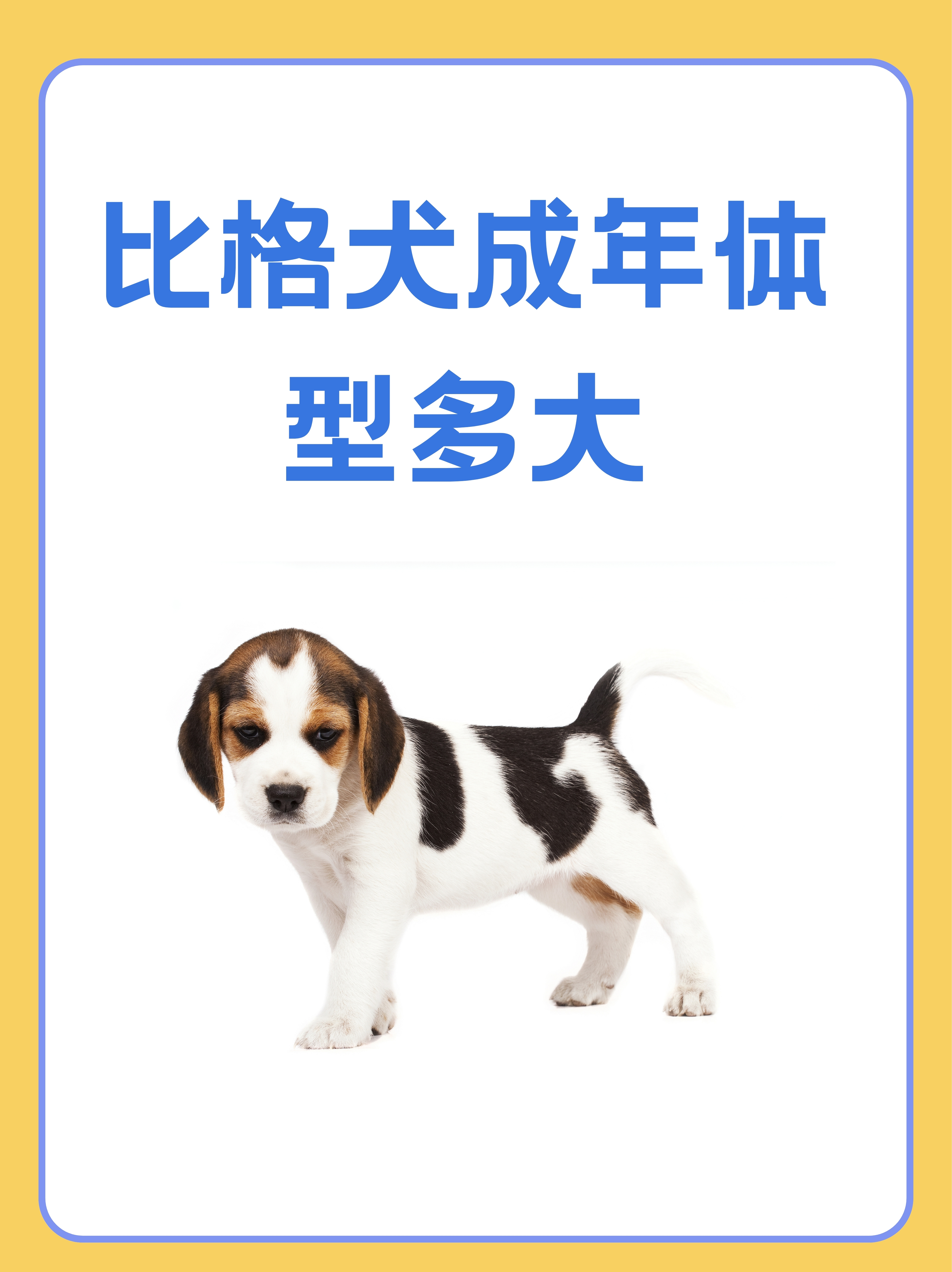 比格犬成年体型多大