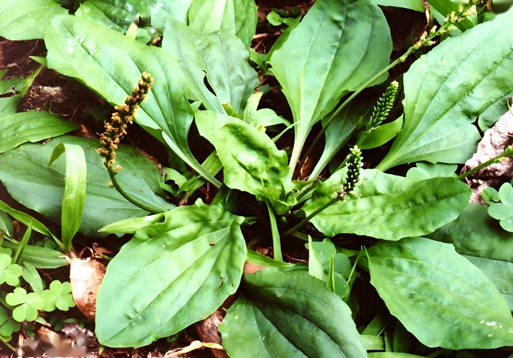 抗癌第一的野菜 十大图片