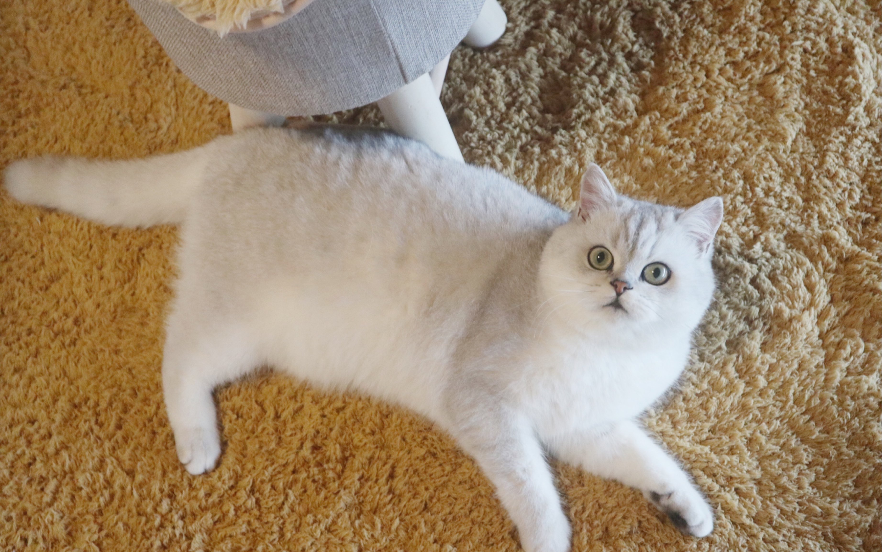 最适合新手养的猫?看看有没有你喜欢的