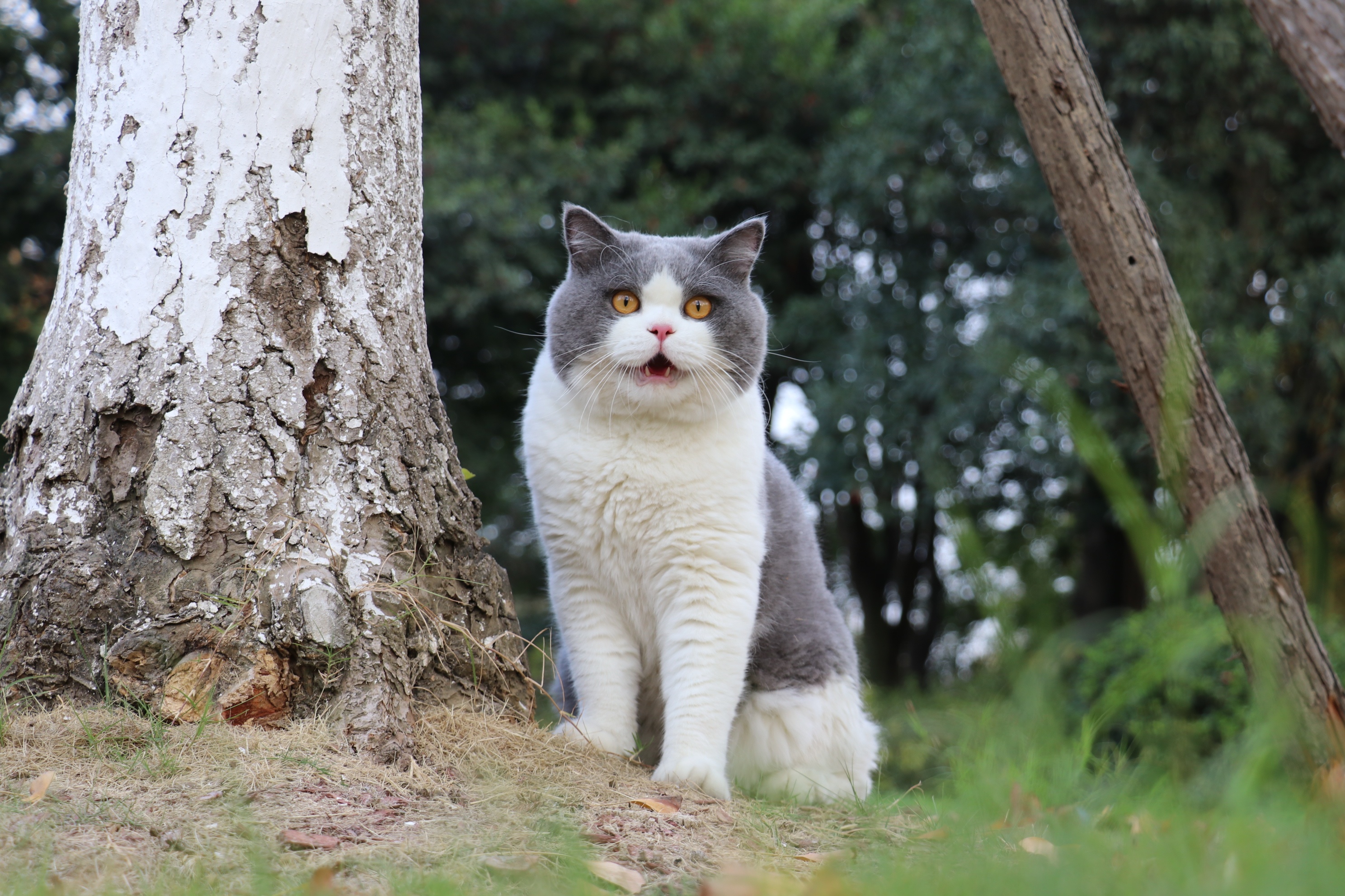 最适合新手养的猫?看看有没有你喜欢的