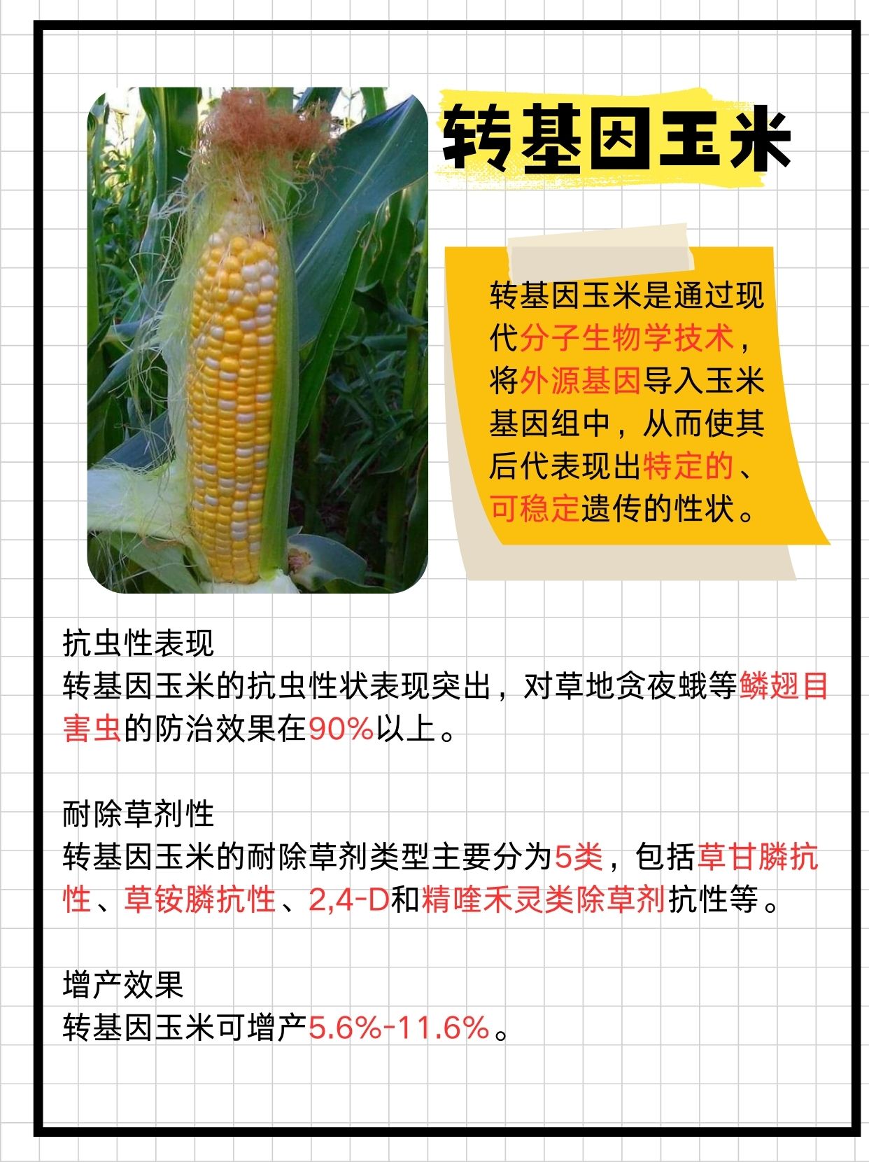 转基因玉米与普通玉米的区别