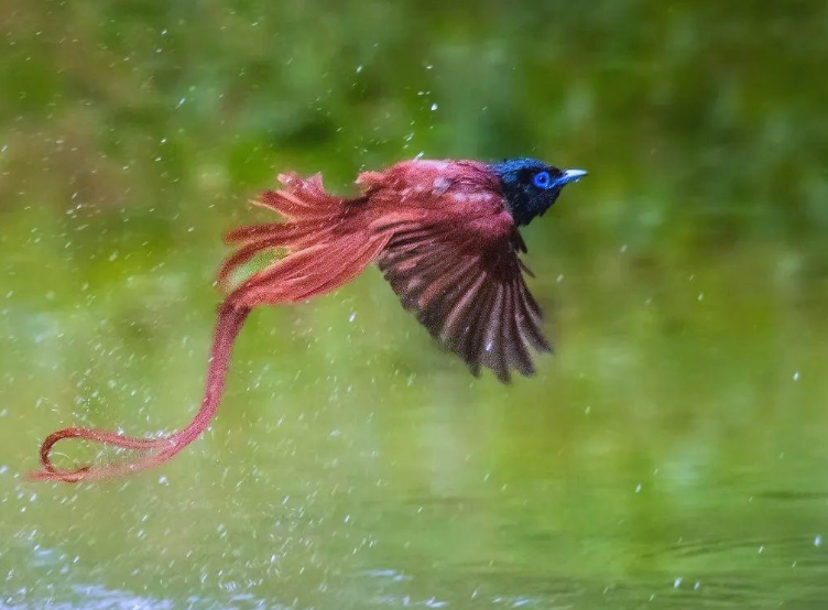 形似"白衣仙子"翩飞的绶带鸟,为何是吉祥象征?