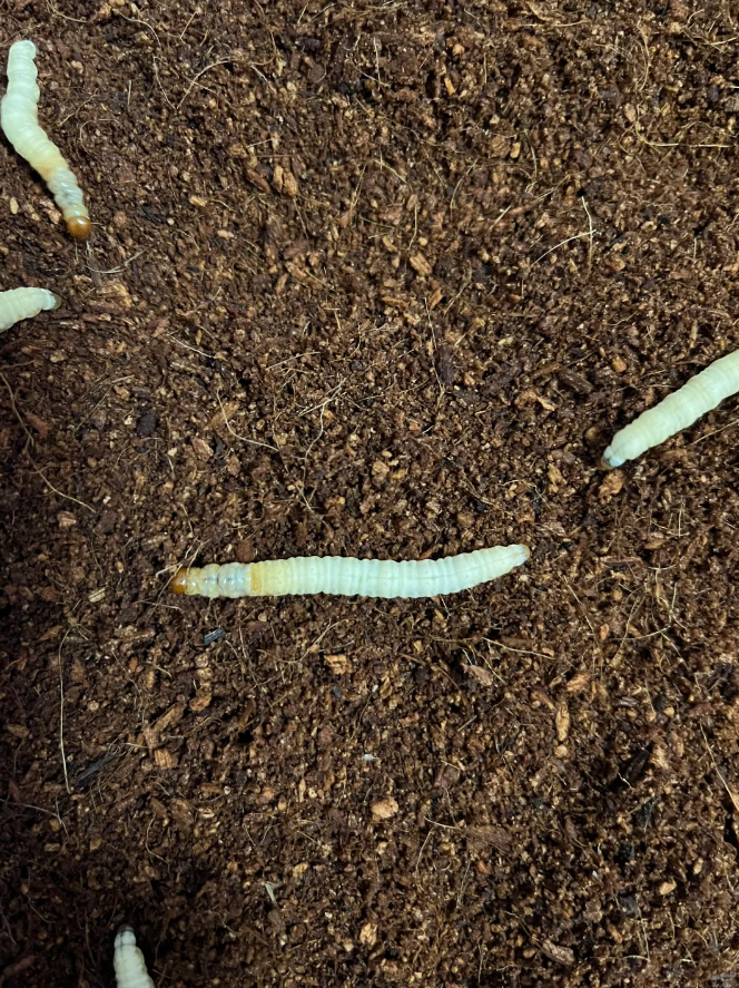 人工养殖冬虫夏草 蝙蝠蛾幼虫