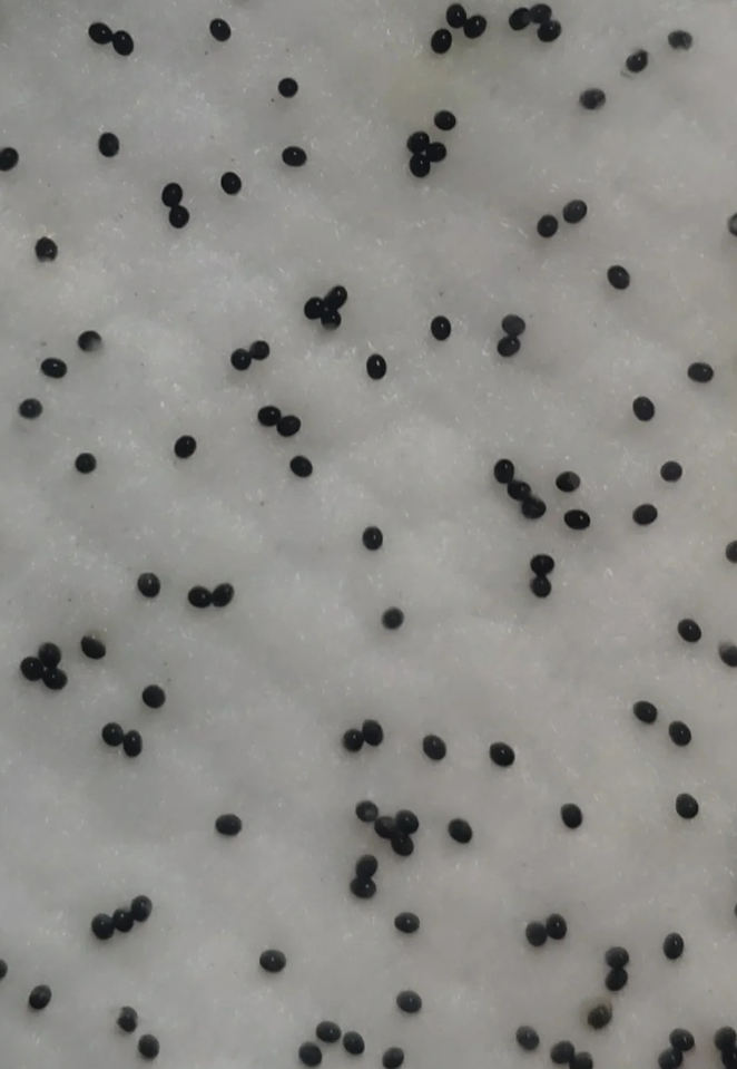 人工养殖冬虫夏草 蝙蝠蛾幼虫