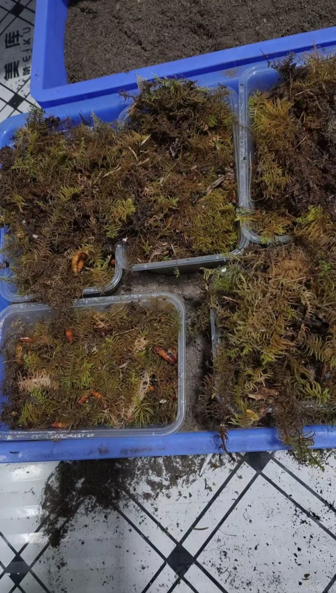 人工养殖冬虫夏草 蝙蝠蛾幼虫