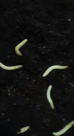 人工养殖冬虫夏草 蝙蝠蛾幼虫