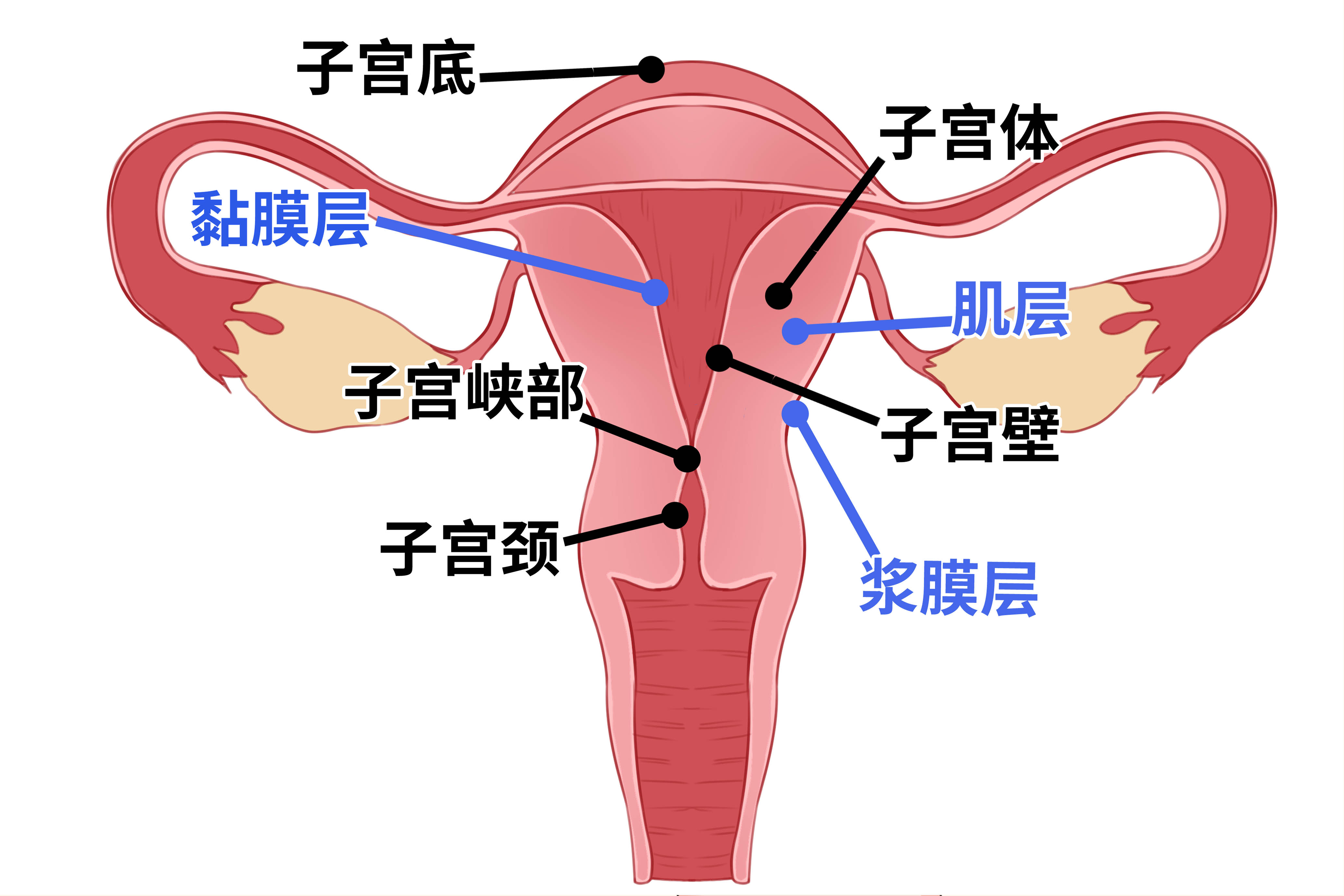许多女性在体检时发现自己有子宫肌瘤,其实大多数小的