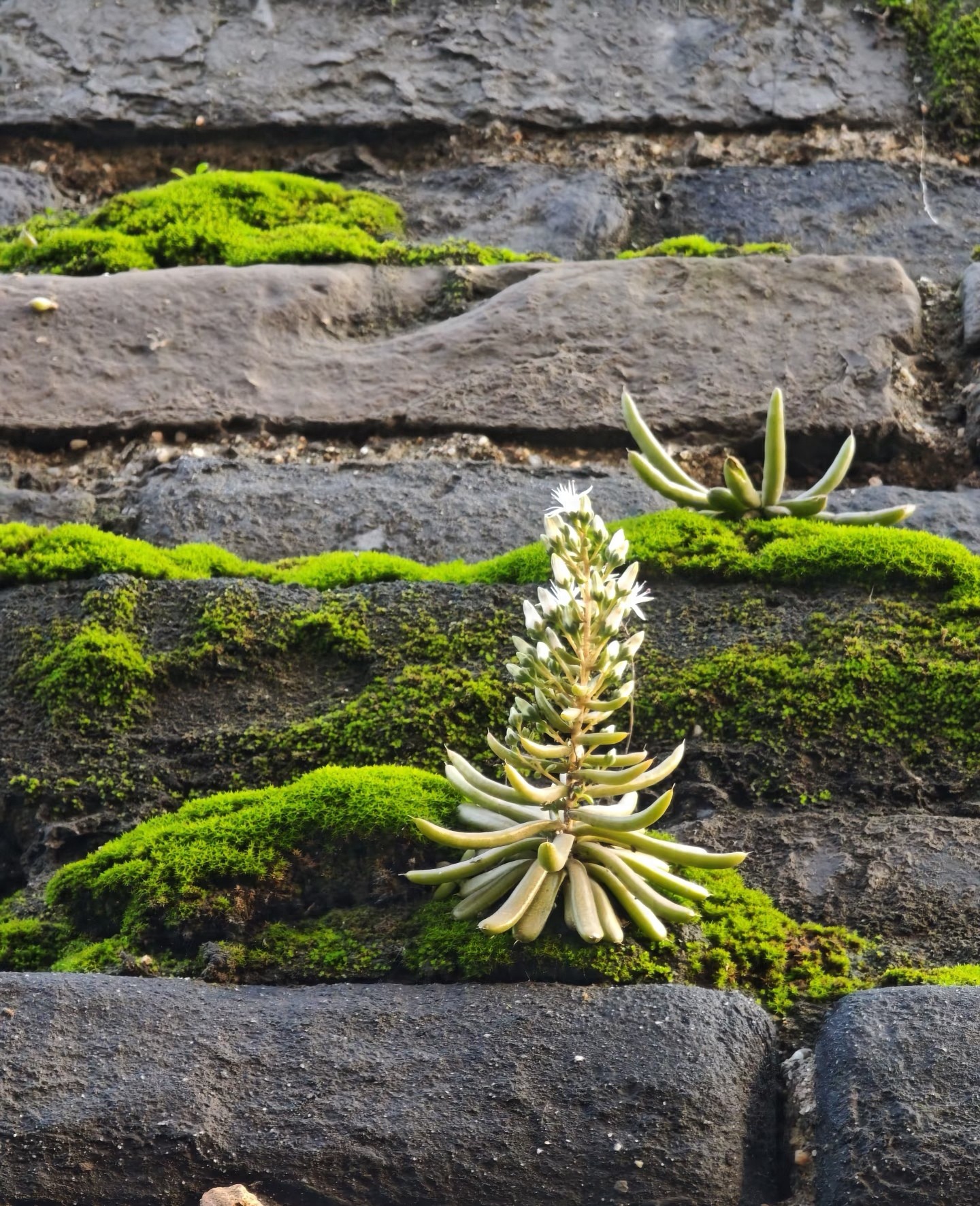 苔痕上阶绿:西安城墙变身生态画廊背后的城市美学启示