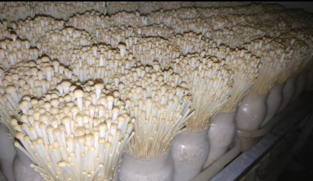 金针菇是一种木材腐生菌,易生长在柳,榆,白杨树等阔